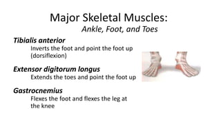 Major Skeletal Muscles:
Ankle, Foot, and Toes
Tibialis anterior
Inverts the foot and point the foot up
(dorsiflexion)

Extensor digitorum longus
Extends the toes and point the foot up

Gastrocnemius
Flexes the foot and flexes the leg at
the knee

 