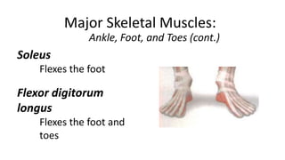 Major Skeletal Muscles:
Ankle, Foot, and Toes (cont.)

Soleus
Flexes the foot

Flexor digitorum
longus
Flexes the foot and
toes

 