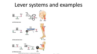 Lever systems and examples

 