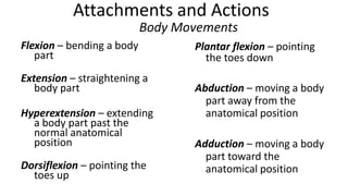 Attachments and Actions
Body Movements
Flexion – bending a body
part

Extension – straightening a
body part
Hyperextension – extending
a body part past the
normal anatomical
position

Dorsiflexion – pointing the
toes up

Plantar flexion – pointing
the toes down

Abduction – moving a body
part away from the
anatomical position
Adduction – moving a body
part toward the
anatomical position

 