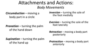 Attachments and Actions:
Body Movements
Circumduction – moving a
body part in a circle
Pronation – turning the palm
of the hand down
Supination – turning the palm
of the hand up

Inversion – turning the sole of
the foot medially

Eversion – turning the sole of the
foot laterally
Retraction – moving a body part
posteriorly
Protraction – moving a body part
anteriorly

 