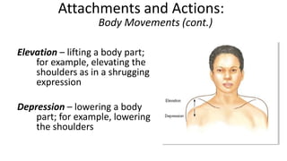 Attachments and Actions:
Body Movements (cont.)
Elevation – lifting a body part;
for example, elevating the
shoulders as in a shrugging
expression
Depression – lowering a body
part; for example, lowering
the shoulders

 