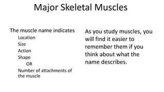 Major Skeletal Muscles
The muscle name indicates
Location
Size
Action
Shape
OR
Number of attachments of
the muscle

As you study muscles, you
will find it easier to
remember them if you
think about what the
name describes.

 
