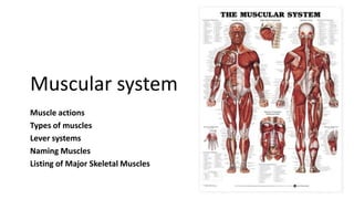Muscular system
Muscle actions
Types of muscles
Lever systems
Naming Muscles
Listing of Major Skeletal Muscles

 