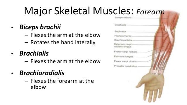 Muscular system Muscular system