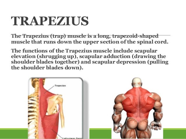 Muscular system