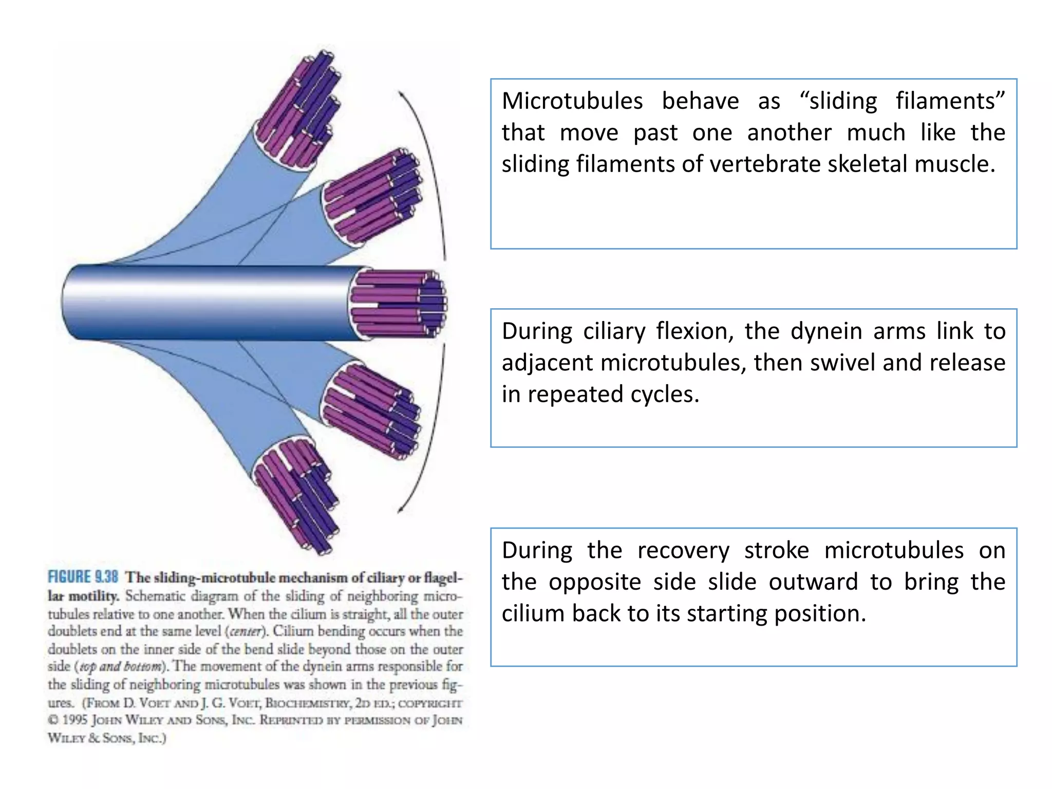 Microtubules behave as “sliding filaments”
that move past one another much like the
sliding filaments of vertebrate skeletal muscle.
During ciliary flexion, the dynein arms link to
adjacent microtubules, then swivel and release
in repeated cycles.
During the recovery stroke microtubules on
the opposite side slide outward to bring the
cilium back to its starting position.
 