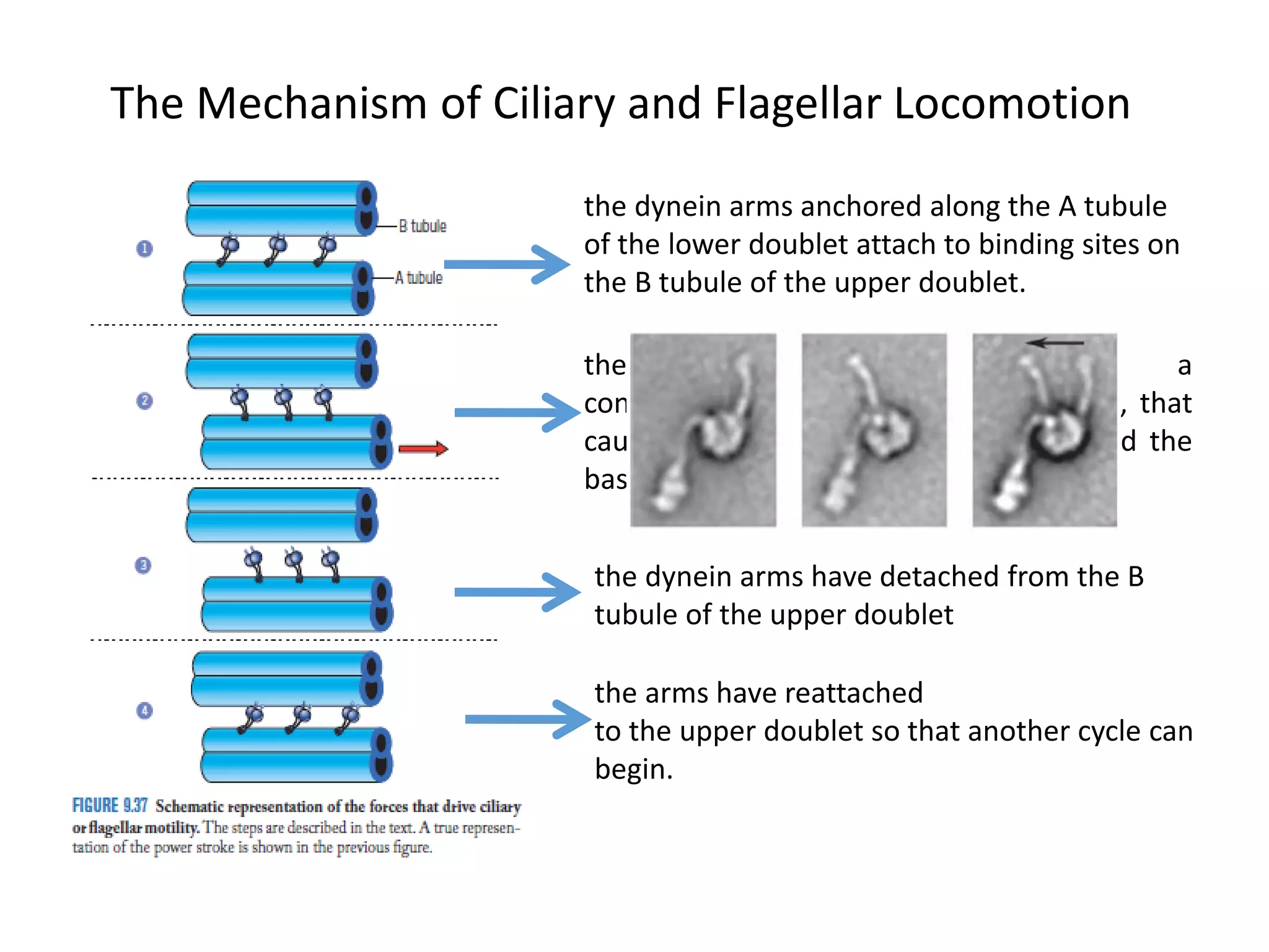 The Mechanism of Ciliary and Flagellar Locomotion
the dynein arms anchored along the A tubule
of the lower doublet attach to binding sites on
the B tubule of the upper doublet.
the dynein molecules undergo a
conformational change, or power stroke, that
causes the lower doublet to slide toward the
basal end of the upper doublet.
the dynein arms have detached from the B
tubule of the upper doublet
the arms have reattached
to the upper doublet so that another cycle can
begin.
 
