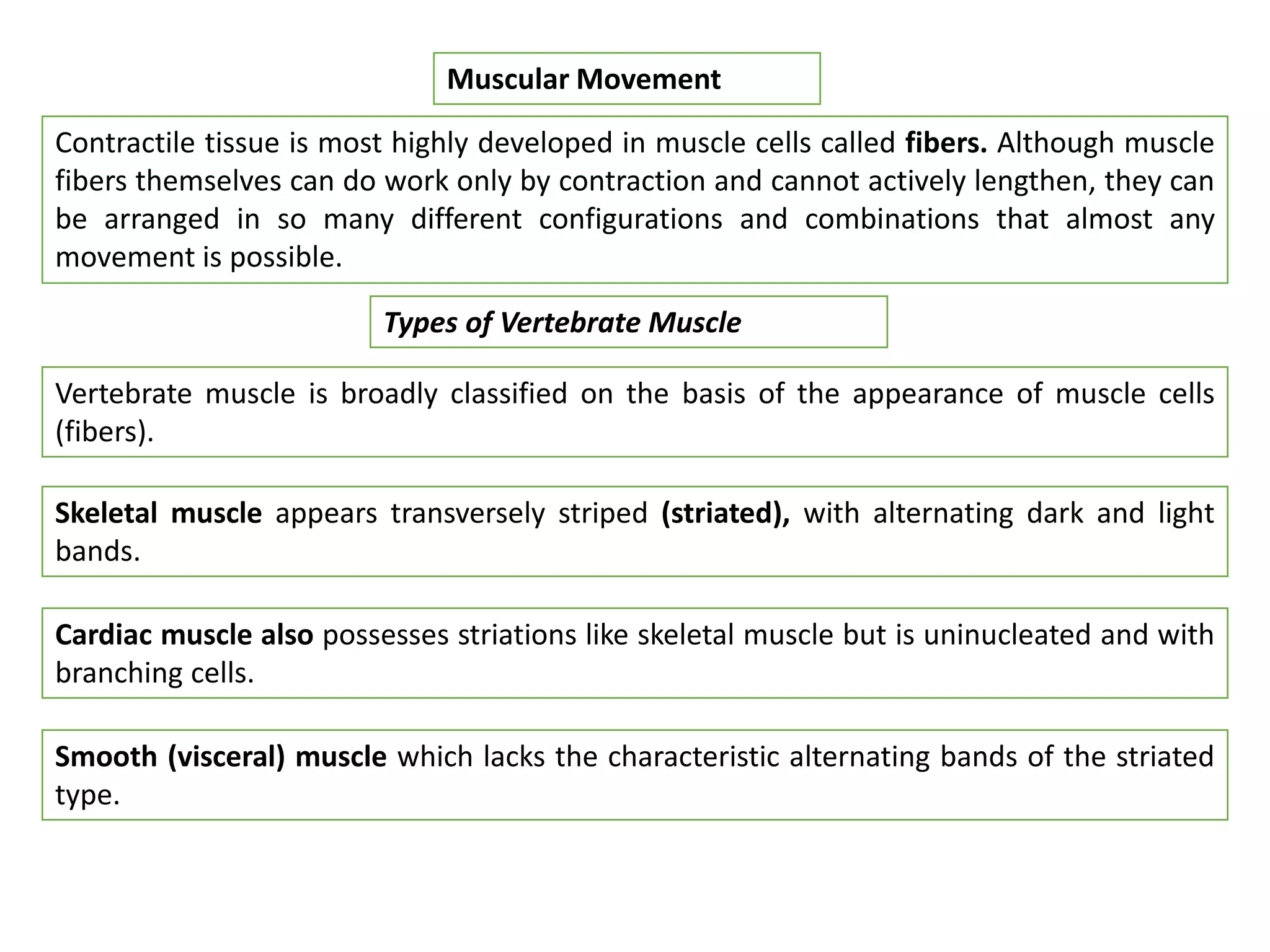 Contractile tissue is most highly developed in muscle cells called fibers. Although muscle
fibers themselves can do work only by contraction and cannot actively lengthen, they can
be arranged in so many different configurations and combinations that almost any
movement is possible.
Muscular Movement
Vertebrate muscle is broadly classified on the basis of the appearance of muscle cells
(fibers).
Types of Vertebrate Muscle
Skeletal muscle appears transversely striped (striated), with alternating dark and light
bands.
Cardiac muscle also possesses striations like skeletal muscle but is uninucleated and with
branching cells.
Smooth (visceral) muscle which lacks the characteristic alternating bands of the striated
type.
 