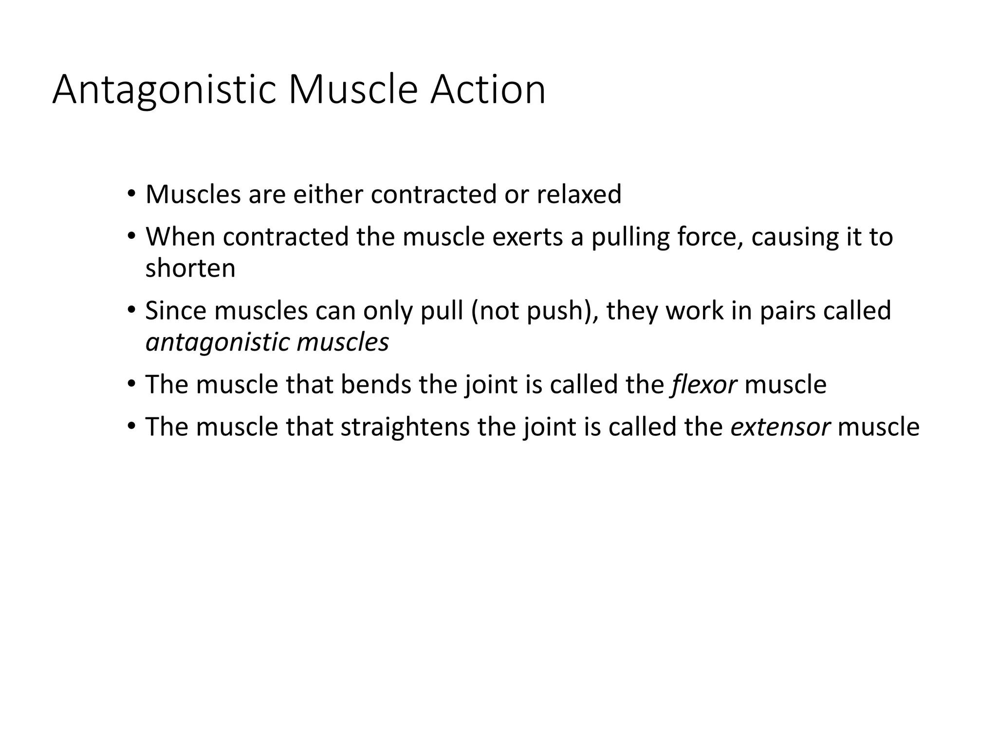 Antagonistic Muscle Action
• Muscles are either contracted or relaxed
• When contracted the muscle exerts a pulling force, causing it to
shorten
• Since muscles can only pull (not push), they work in pairs called
antagonistic muscles
• The muscle that bends the joint is called the flexor muscle
• The muscle that straightens the joint is called the extensor muscle
 