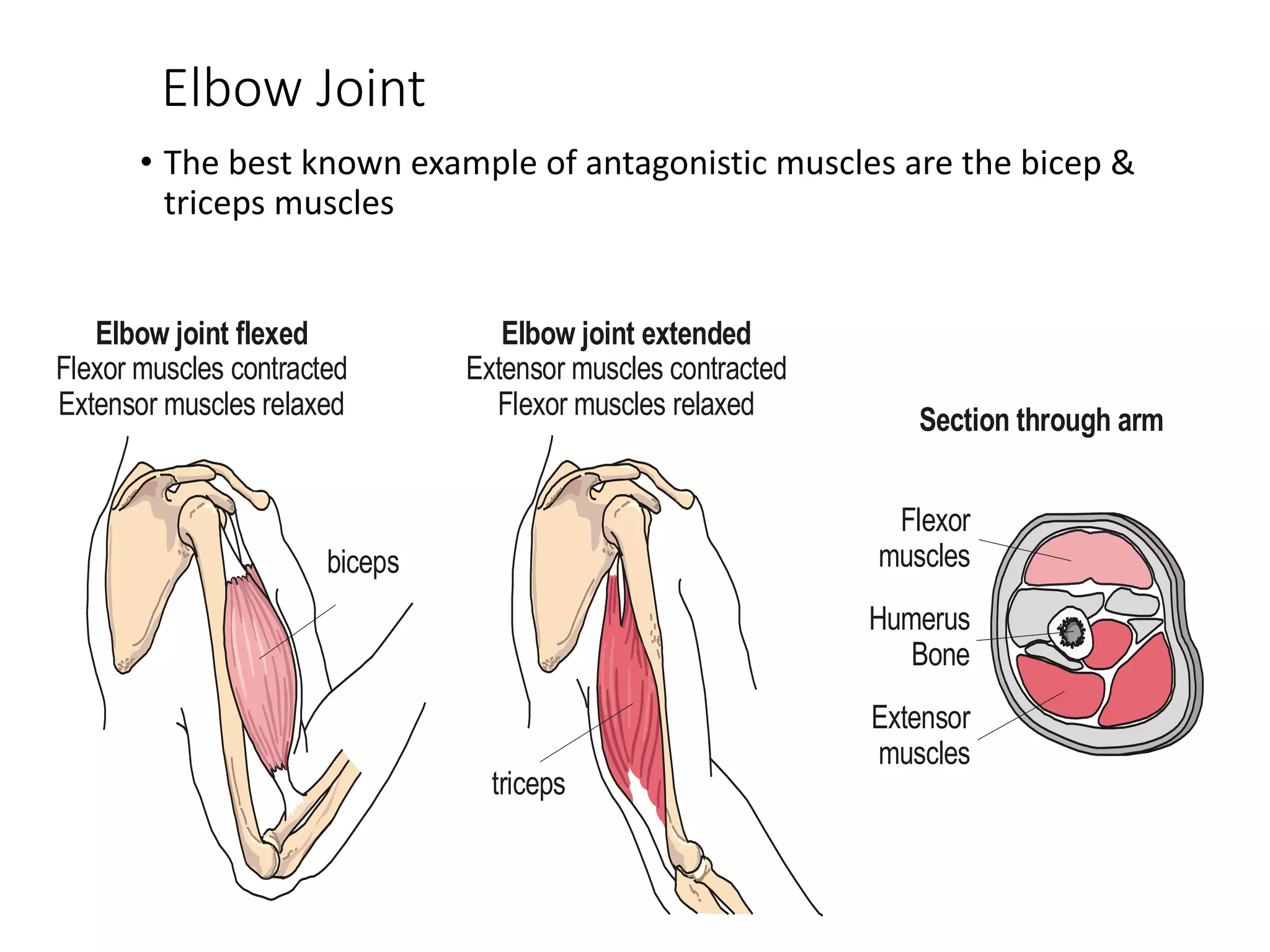 Elbow Joint
• The best known example of antagonistic muscles are the bicep &
triceps muscles
Elbow joint flexed
Flexor muscles contracted
Extensor muscles relaxed
Elbow joint extended
Extensor muscles contracted
Flexor muscles relaxed
biceps
triceps
Section through arm
Flexor
muscles
Extensor
muscles
Humerus
Bone
 