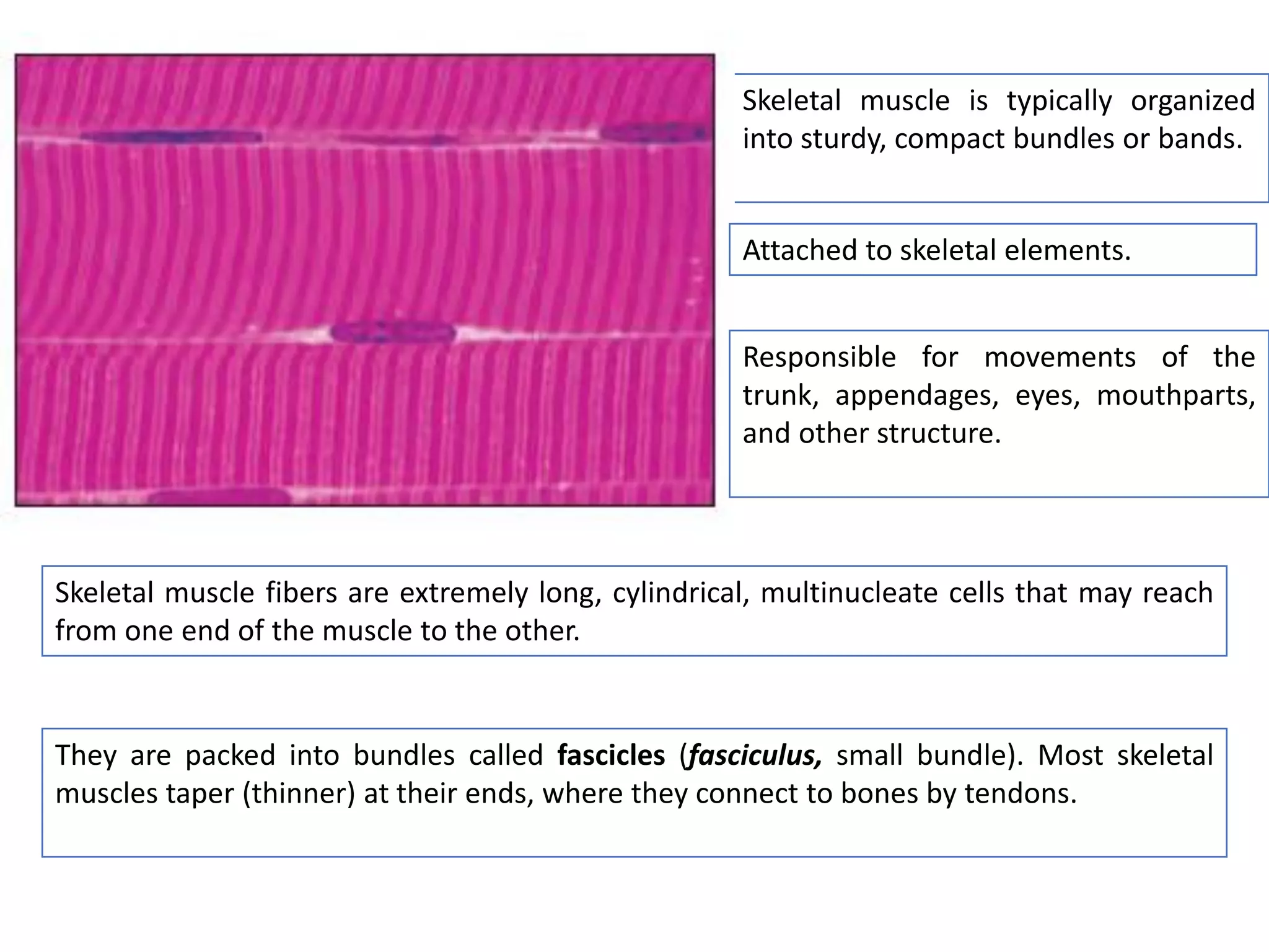 Skeletal muscle is typically organized
into sturdy, compact bundles or bands.
They are packed into bundles called fascicles (fasciculus, small bundle). Most skeletal
muscles taper (thinner) at their ends, where they connect to bones by tendons.
Attached to skeletal elements.
Responsible for movements of the
trunk, appendages, eyes, mouthparts,
and other structure.
Skeletal muscle fibers are extremely long, cylindrical, multinucleate cells that may reach
from one end of the muscle to the other.
 