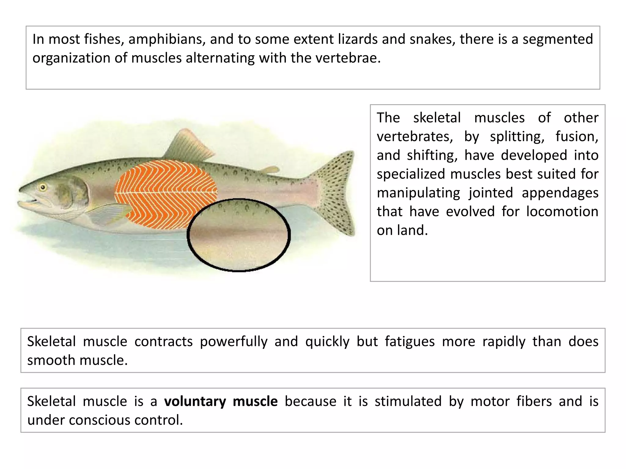 In most fishes, amphibians, and to some extent lizards and snakes, there is a segmented
organization of muscles alternating with the vertebrae.
The skeletal muscles of other
vertebrates, by splitting, fusion,
and shifting, have developed into
specialized muscles best suited for
manipulating jointed appendages
that have evolved for locomotion
on land.
Skeletal muscle contracts powerfully and quickly but fatigues more rapidly than does
smooth muscle.
Skeletal muscle is a voluntary muscle because it is stimulated by motor fibers and is
under conscious control.
 