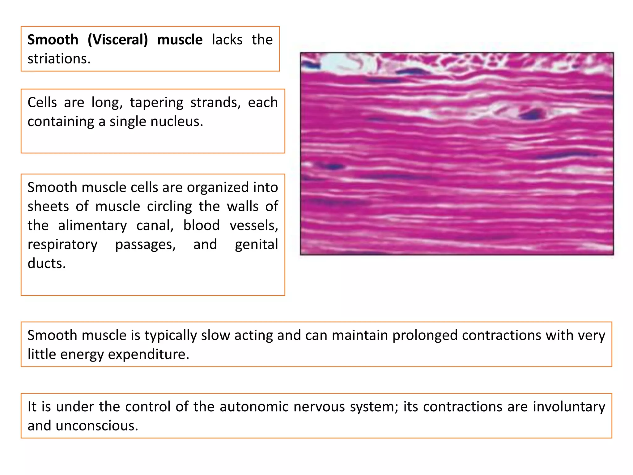 Smooth (Visceral) muscle lacks the
striations.
Cells are long, tapering strands, each
containing a single nucleus.
Smooth muscle cells are organized into
sheets of muscle circling the walls of
the alimentary canal, blood vessels,
respiratory passages, and genital
ducts.
Smooth muscle is typically slow acting and can maintain prolonged contractions with very
little energy expenditure.
It is under the control of the autonomic nervous system; its contractions are involuntary
and unconscious.
 