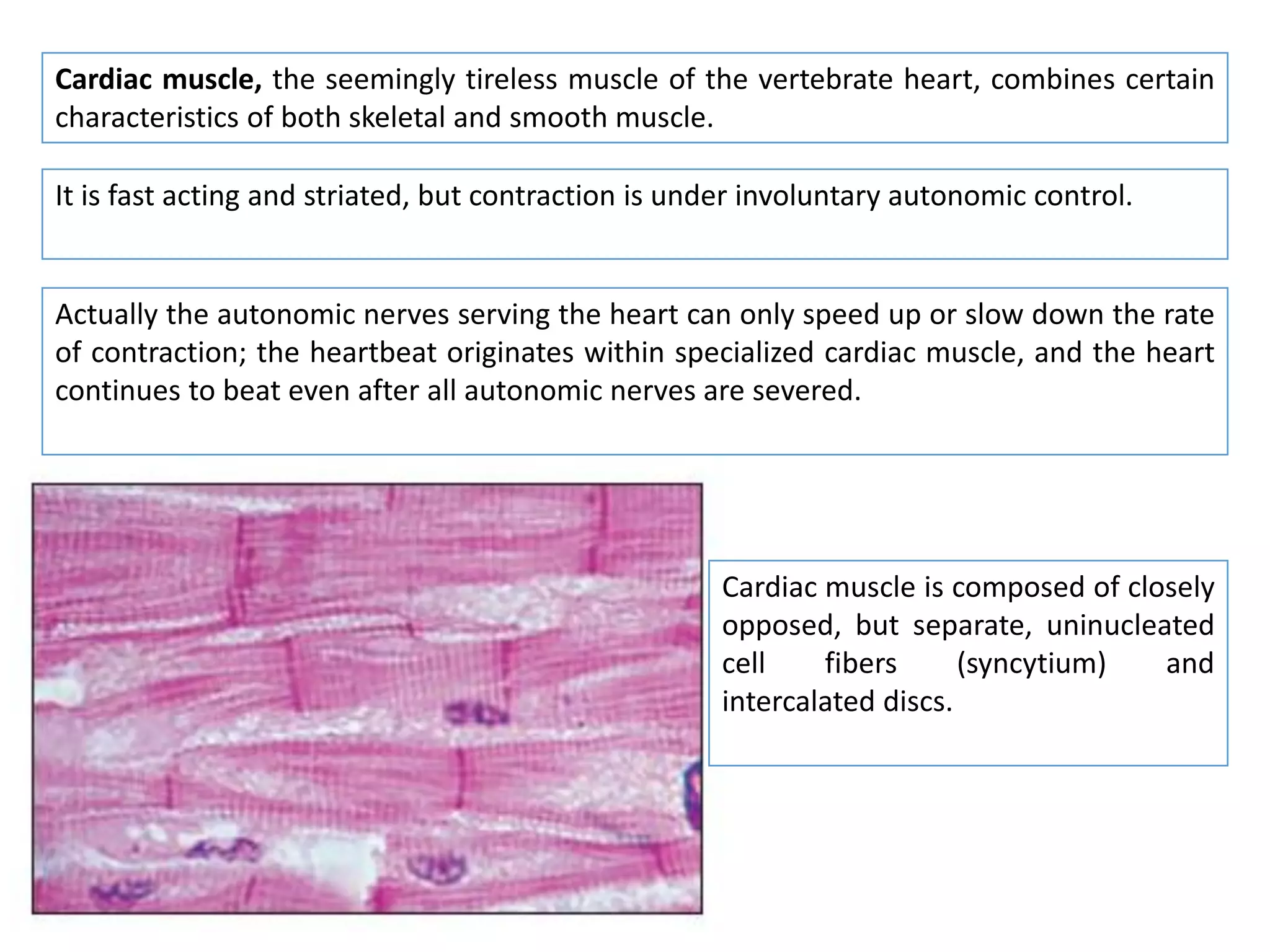 Cardiac muscle, the seemingly tireless muscle of the vertebrate heart, combines certain
characteristics of both skeletal and smooth muscle.
It is fast acting and striated, but contraction is under involuntary autonomic control.
Actually the autonomic nerves serving the heart can only speed up or slow down the rate
of contraction; the heartbeat originates within specialized cardiac muscle, and the heart
continues to beat even after all autonomic nerves are severed.
Cardiac muscle is composed of closely
opposed, but separate, uninucleated
cell fibers (syncytium) and
intercalated discs.
 