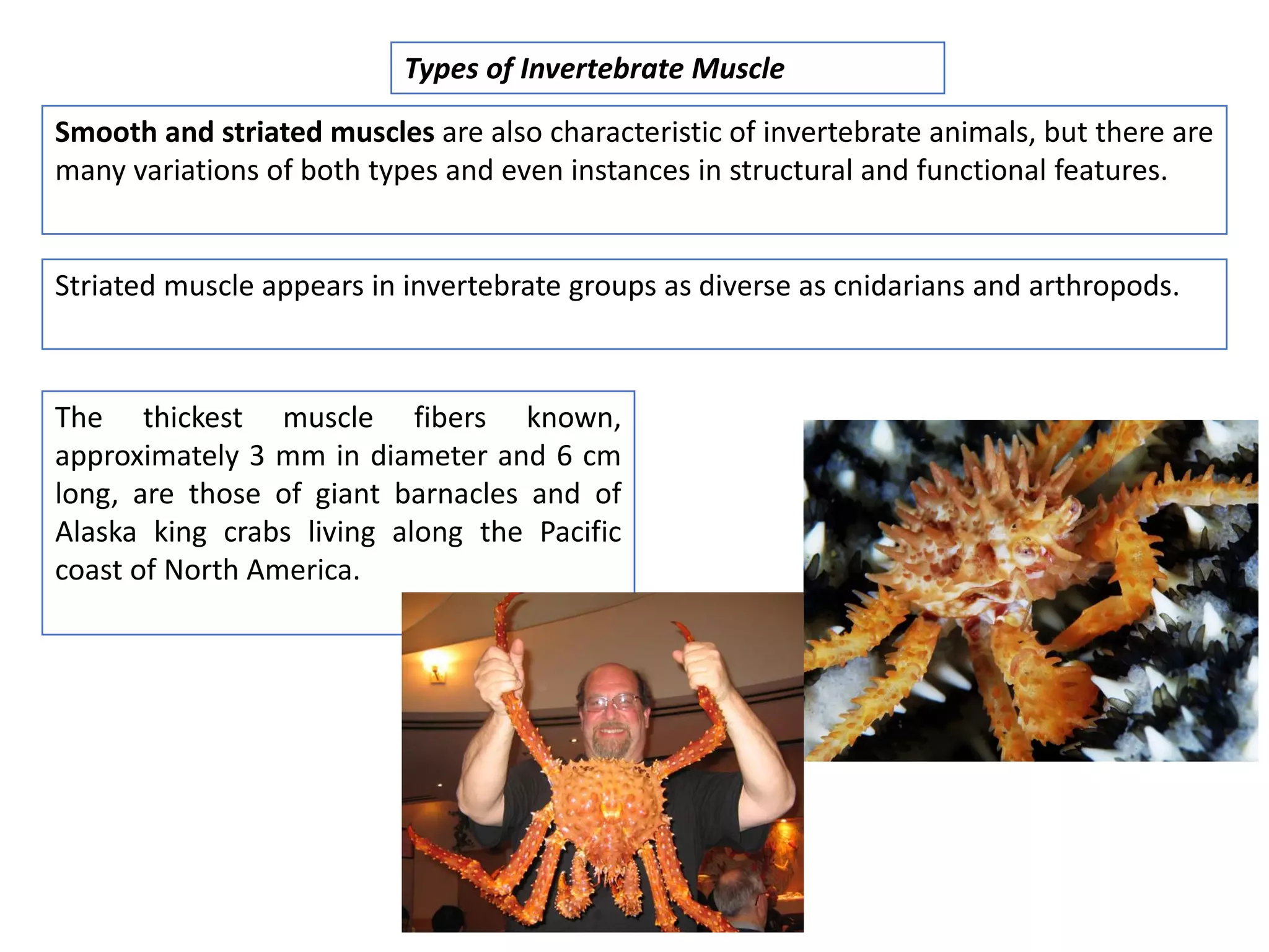Smooth and striated muscles are also characteristic of invertebrate animals, but there are
many variations of both types and even instances in structural and functional features.
Types of Invertebrate Muscle
Striated muscle appears in invertebrate groups as diverse as cnidarians and arthropods.
The thickest muscle fibers known,
approximately 3 mm in diameter and 6 cm
long, are those of giant barnacles and of
Alaska king crabs living along the Pacific
coast of North America.
 