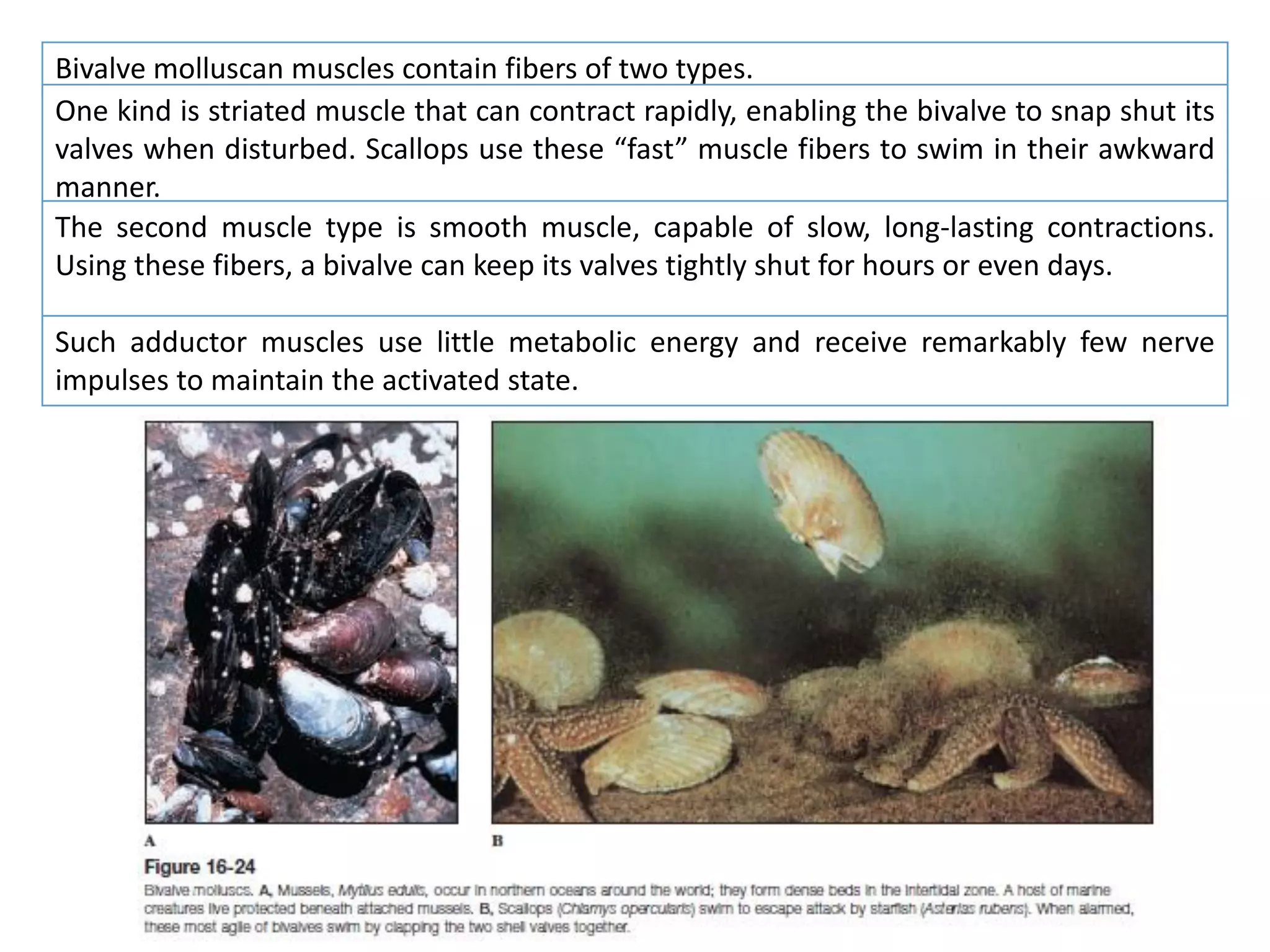 Bivalve molluscan muscles contain fibers of two types.
One kind is striated muscle that can contract rapidly, enabling the bivalve to snap shut its
valves when disturbed. Scallops use these “fast” muscle fibers to swim in their awkward
manner.
The second muscle type is smooth muscle, capable of slow, long-lasting contractions.
Using these fibers, a bivalve can keep its valves tightly shut for hours or even days.
Such adductor muscles use little metabolic energy and receive remarkably few nerve
impulses to maintain the activated state.
 