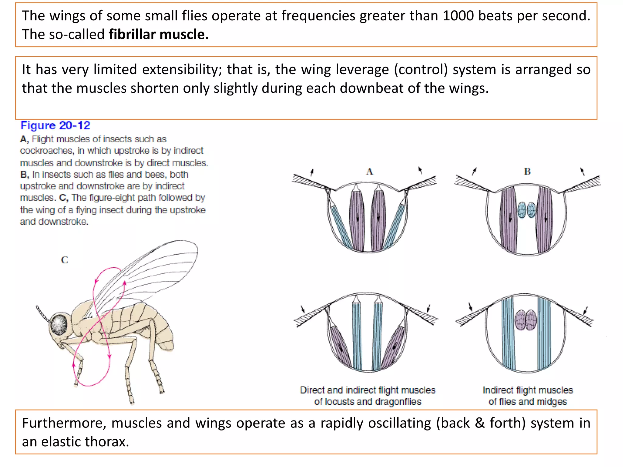 The wings of some small flies operate at frequencies greater than 1000 beats per second.
The so-called fibrillar muscle.
It has very limited extensibility; that is, the wing leverage (control) system is arranged so
that the muscles shorten only slightly during each downbeat of the wings.
Furthermore, muscles and wings operate as a rapidly oscillating (back & forth) system in
an elastic thorax.
 