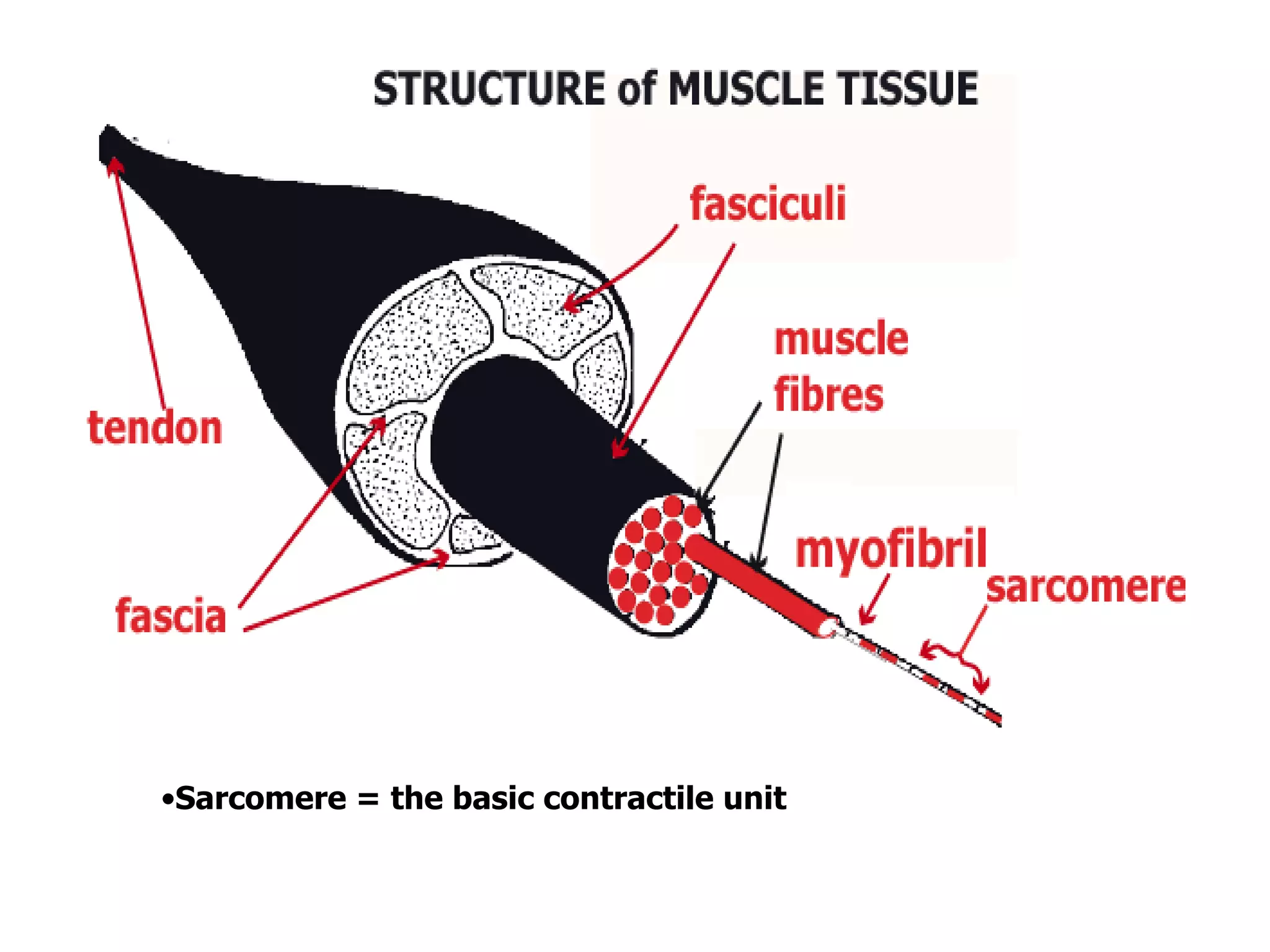 •Sarcomere = the basic contractile unit
 