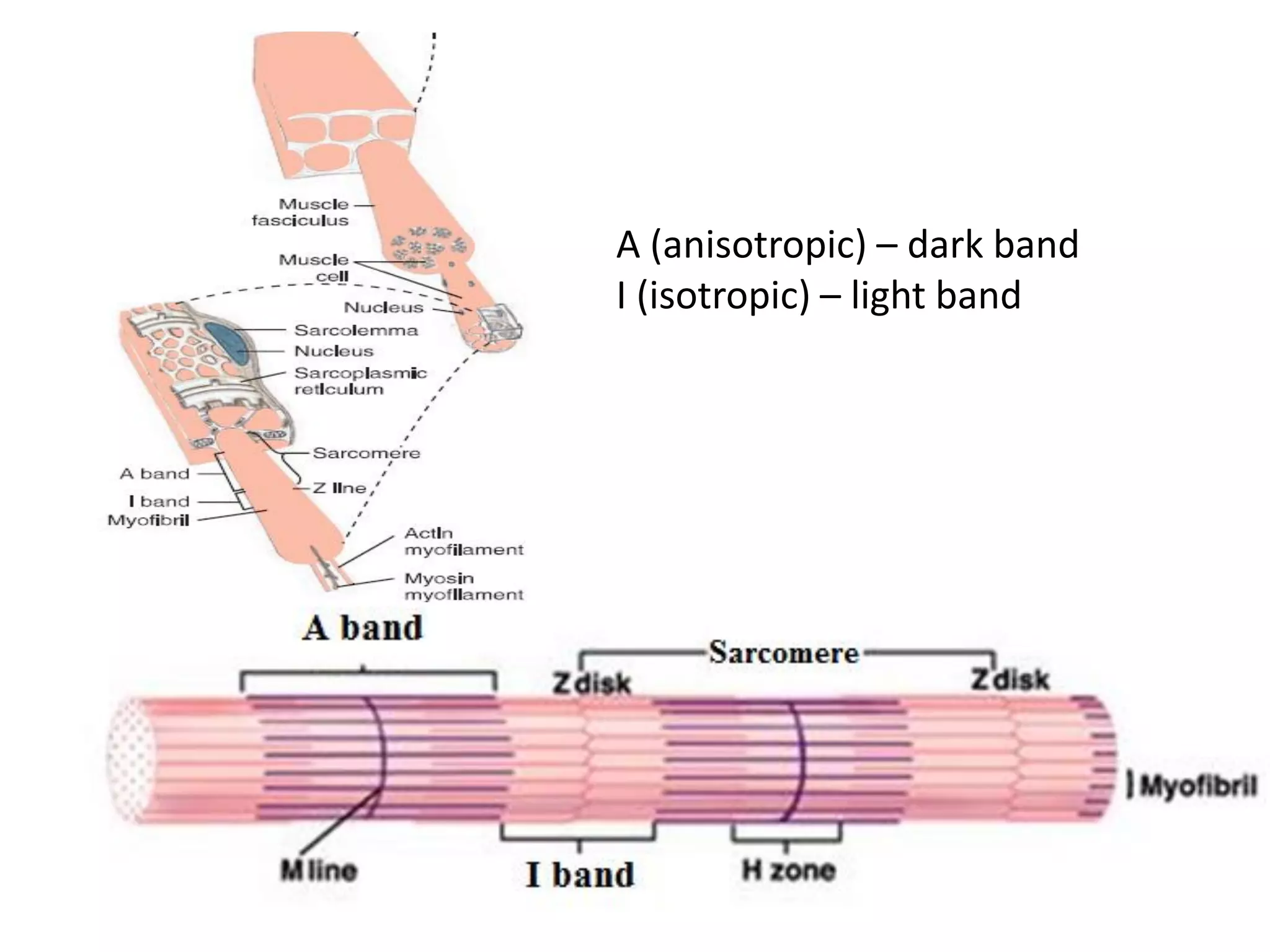 A (anisotropic) – dark band
I (isotropic) – light band
 