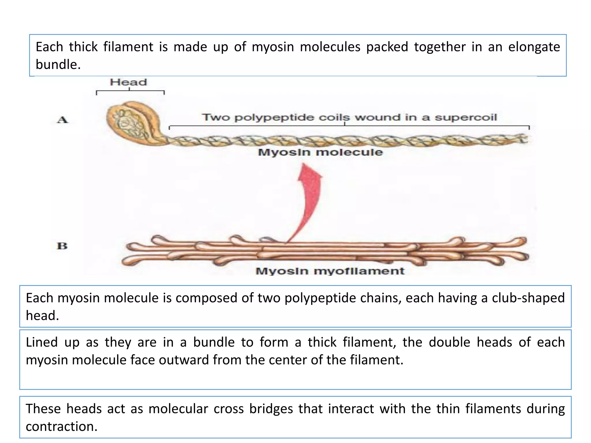 Each myosin molecule is composed of two polypeptide chains, each having a club-shaped
head.
Each thick filament is made up of myosin molecules packed together in an elongate
bundle.
Lined up as they are in a bundle to form a thick filament, the double heads of each
myosin molecule face outward from the center of the filament.
These heads act as molecular cross bridges that interact with the thin filaments during
contraction.
 