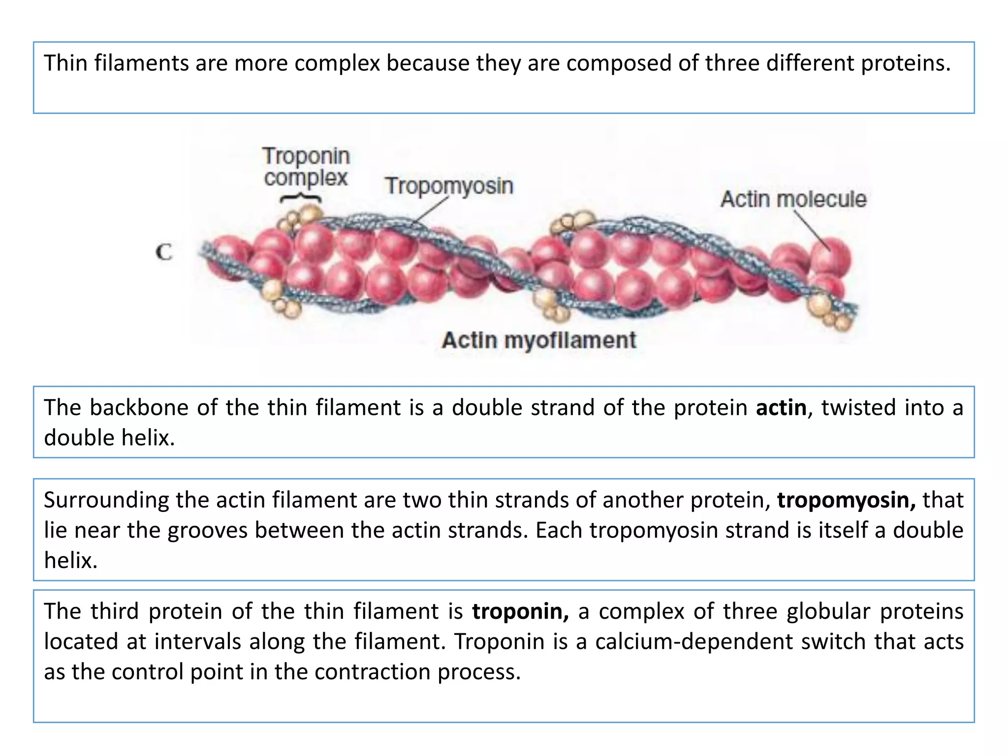 Thin filaments are more complex because they are composed of three different proteins.
The backbone of the thin filament is a double strand of the protein actin, twisted into a
double helix.
Surrounding the actin filament are two thin strands of another protein, tropomyosin, that
lie near the grooves between the actin strands. Each tropomyosin strand is itself a double
helix.
The third protein of the thin filament is troponin, a complex of three globular proteins
located at intervals along the filament. Troponin is a calcium-dependent switch that acts
as the control point in the contraction process.
 
