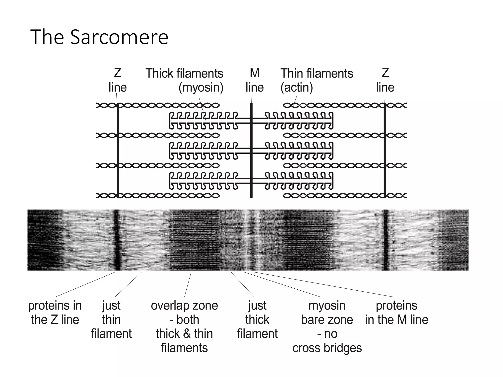 The Sarcomere
Thick filaments
(myosin)
Thin filaments
(actin)
M
line
Z
line
Z
line
proteins in
the Z line
just
thin
filament
overlap zone
- both
thick & thin
filaments
just
thick
filament
myosin
bare zone
- no
cross bridges
proteins
in the M line
 