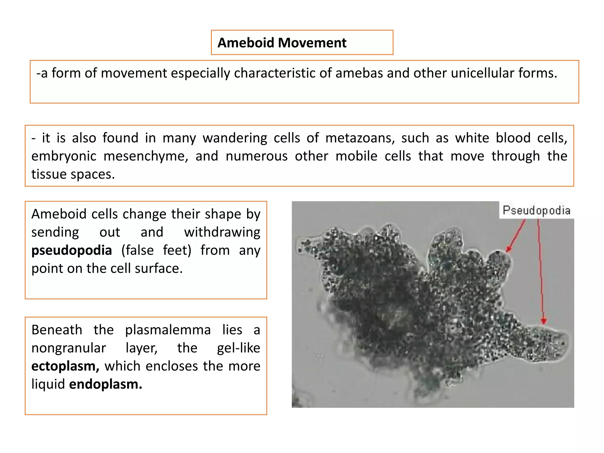 -a form of movement especially characteristic of amebas and other unicellular forms.
Ameboid Movement
- it is also found in many wandering cells of metazoans, such as white blood cells,
embryonic mesenchyme, and numerous other mobile cells that move through the
tissue spaces.
Ameboid cells change their shape by
sending out and withdrawing
pseudopodia (false feet) from any
point on the cell surface.
Beneath the plasmalemma lies a
nongranular layer, the gel-like
ectoplasm, which encloses the more
liquid endoplasm.
 