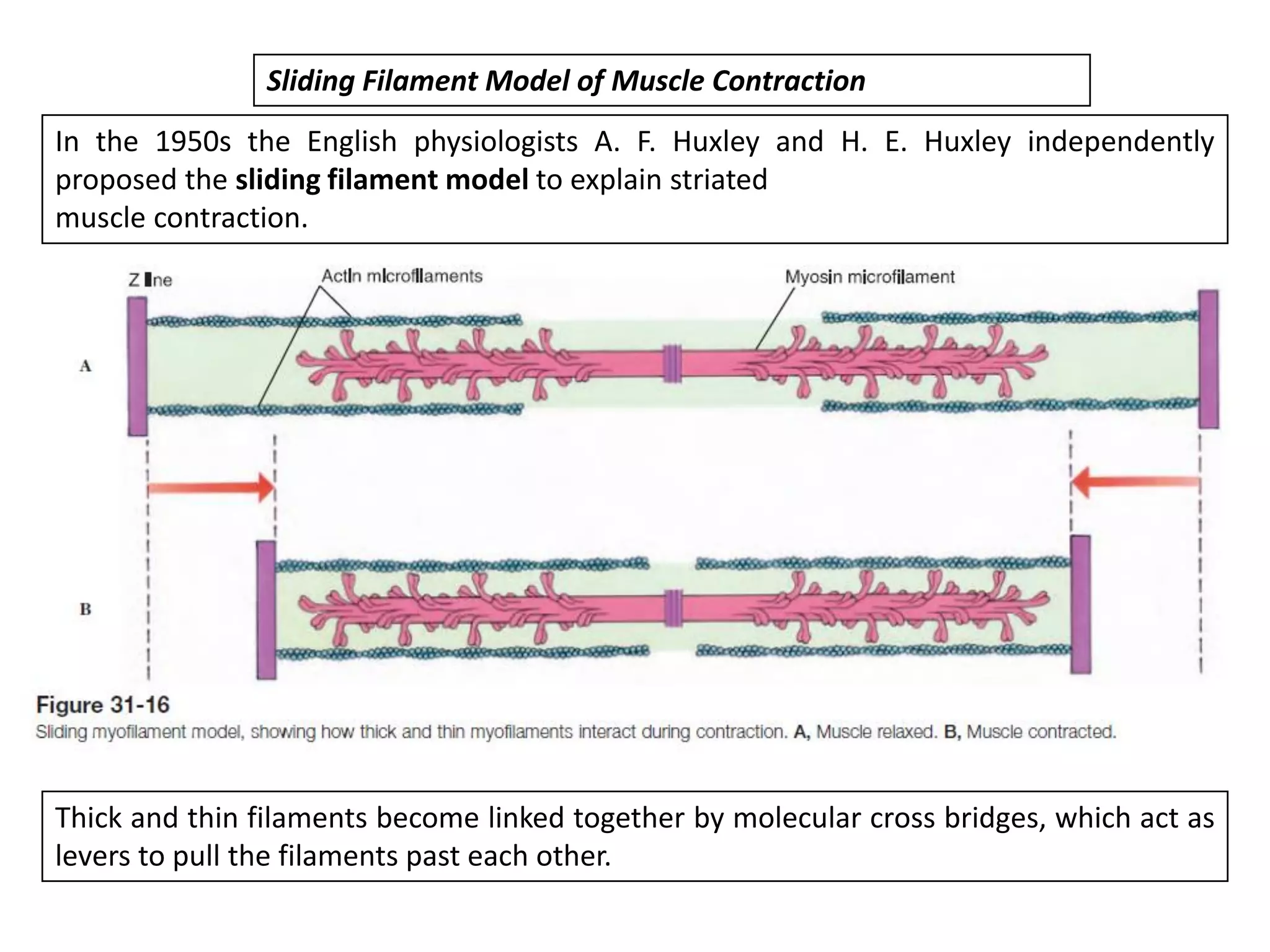 In the 1950s the English physiologists A. F. Huxley and H. E. Huxley independently
proposed the sliding filament model to explain striated
muscle contraction.
Sliding Filament Model of Muscle Contraction
Thick and thin filaments become linked together by molecular cross bridges, which act as
levers to pull the filaments past each other.
 