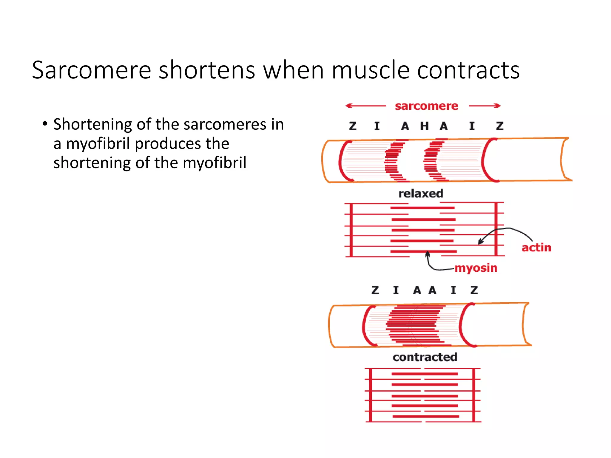 Sarcomere shortens when muscle contracts
• Shortening of the sarcomeres in
a myofibril produces the
shortening of the myofibril
 