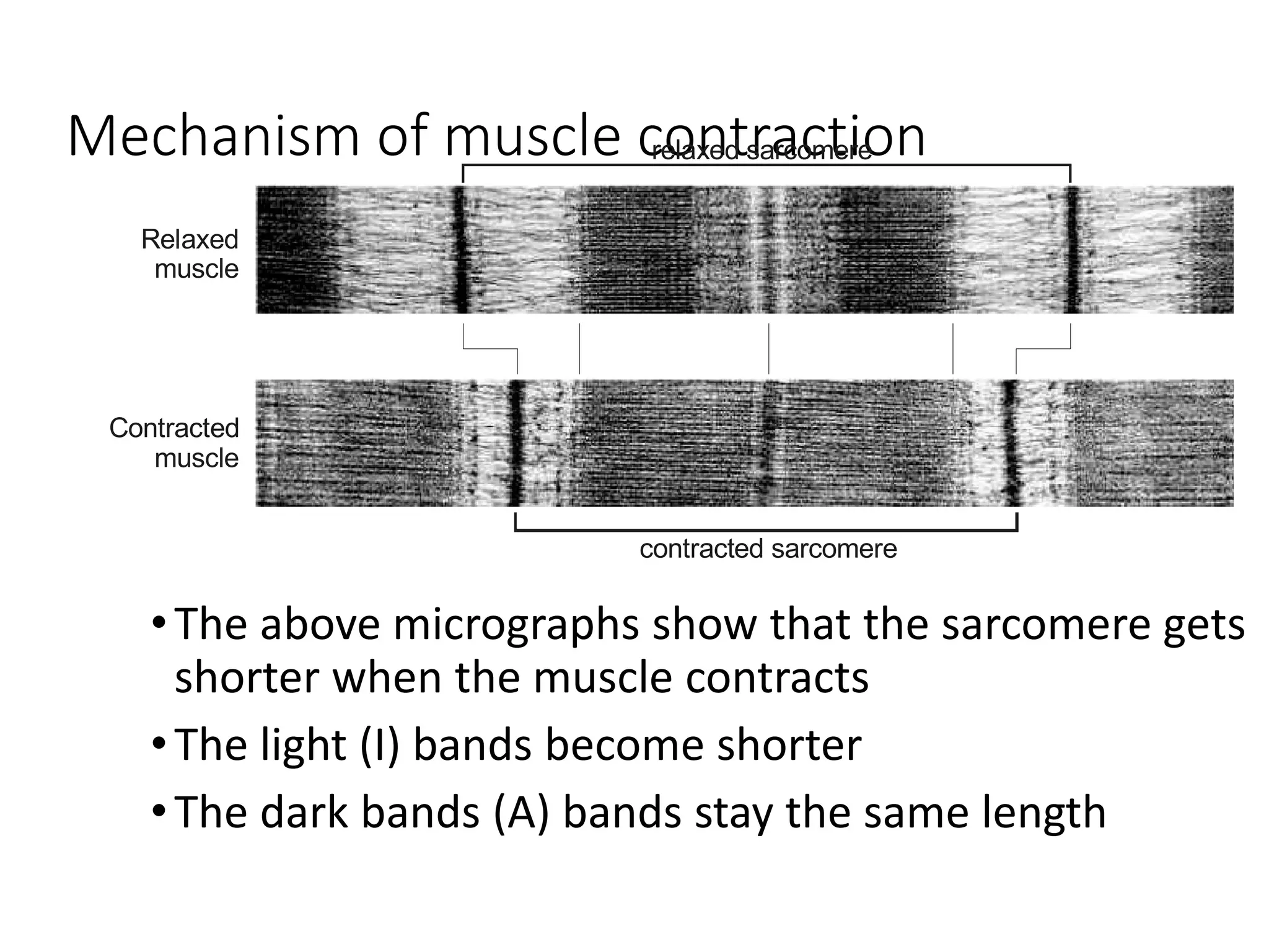 Mechanism of muscle contraction
•The above micrographs show that the sarcomere gets
shorter when the muscle contracts
•The light (I) bands become shorter
•The dark bands (A) bands stay the same length
Relaxed
muscle
Contracted
muscle
relaxed sarcomere
contracted sarcomere
 