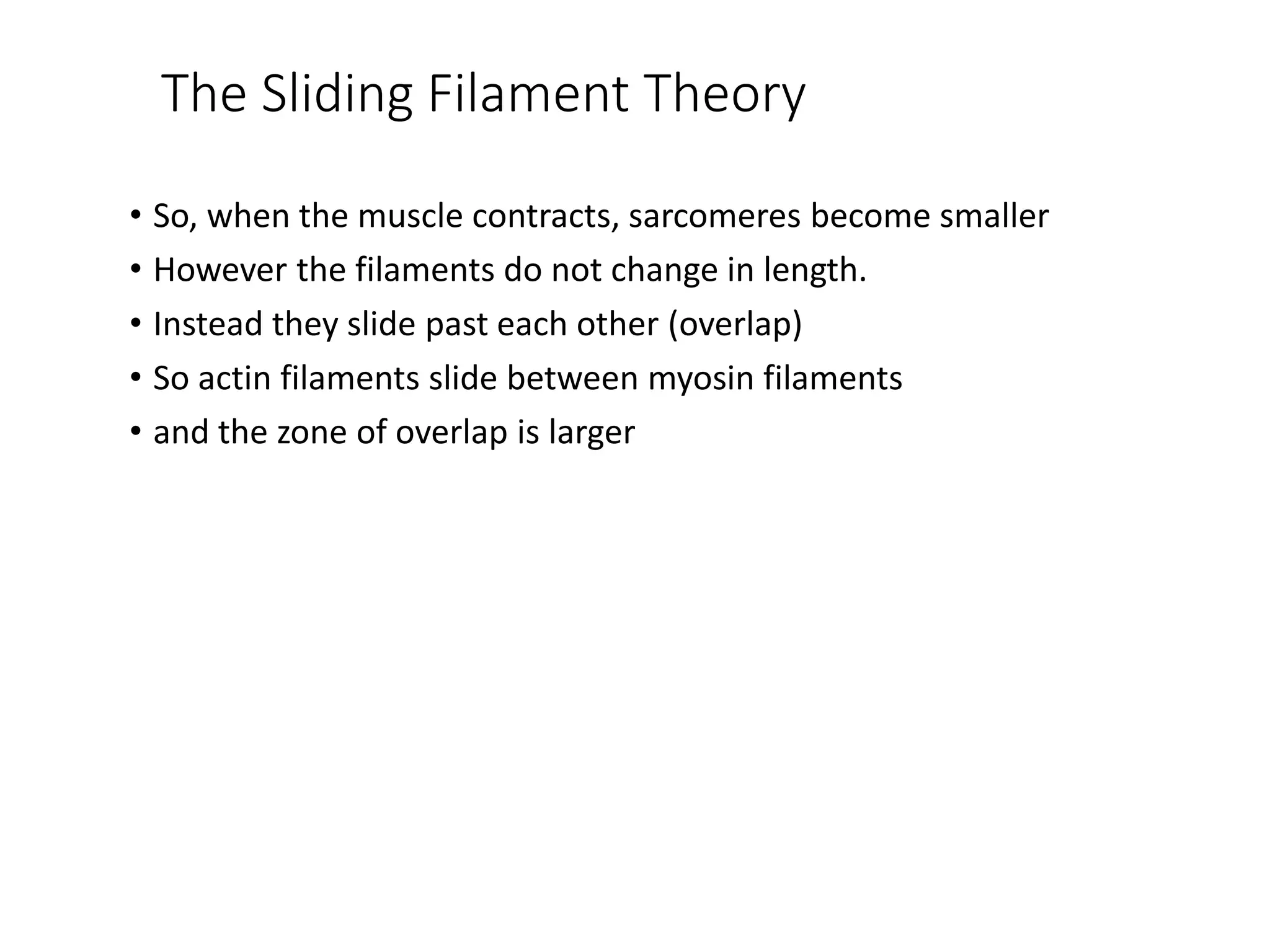 The Sliding Filament Theory
• So, when the muscle contracts, sarcomeres become smaller
• However the filaments do not change in length.
• Instead they slide past each other (overlap)
• So actin filaments slide between myosin filaments
• and the zone of overlap is larger
 