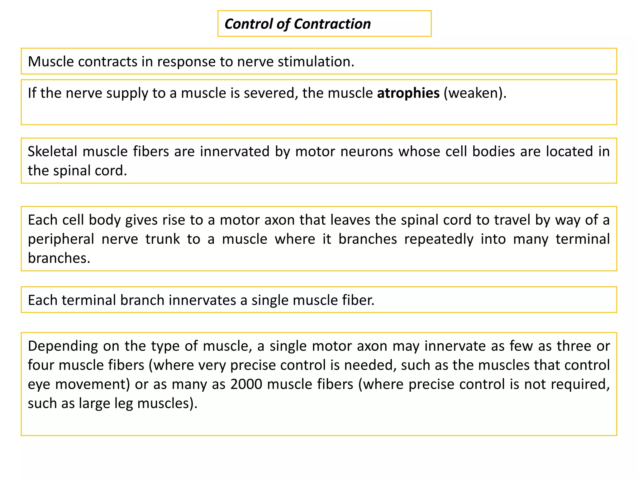 Muscle contracts in response to nerve stimulation.
Control of Contraction
If the nerve supply to a muscle is severed, the muscle atrophies (weaken).
Skeletal muscle fibers are innervated by motor neurons whose cell bodies are located in
the spinal cord.
Each cell body gives rise to a motor axon that leaves the spinal cord to travel by way of a
peripheral nerve trunk to a muscle where it branches repeatedly into many terminal
branches.
Each terminal branch innervates a single muscle fiber.
Depending on the type of muscle, a single motor axon may innervate as few as three or
four muscle fibers (where very precise control is needed, such as the muscles that control
eye movement) or as many as 2000 muscle fibers (where precise control is not required,
such as large leg muscles).
 