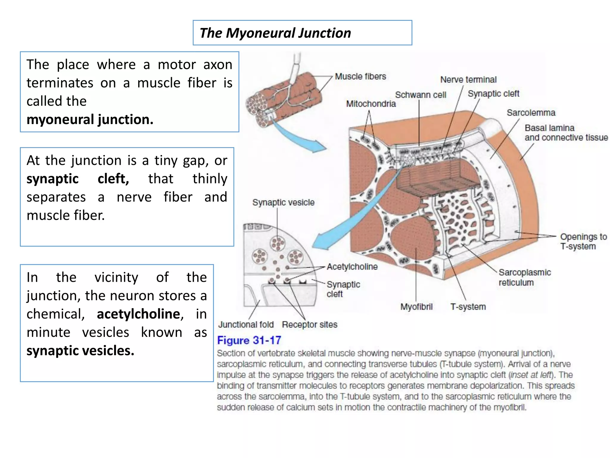 The place where a motor axon
terminates on a muscle fiber is
called the
myoneural junction.
The Myoneural Junction
At the junction is a tiny gap, or
synaptic cleft, that thinly
separates a nerve fiber and
muscle fiber.
In the vicinity of the
junction, the neuron stores a
chemical, acetylcholine, in
minute vesicles known as
synaptic vesicles.
 