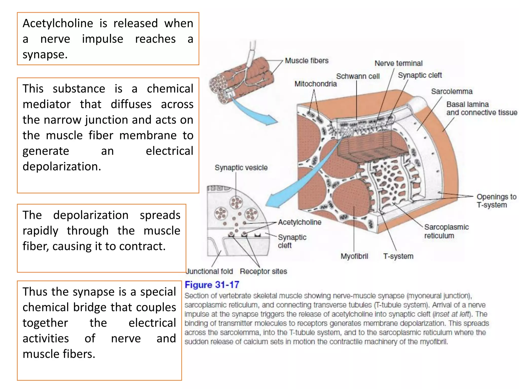 Acetylcholine is released when
a nerve impulse reaches a
synapse.
This substance is a chemical
mediator that diffuses across
the narrow junction and acts on
the muscle fiber membrane to
generate an electrical
depolarization.
The depolarization spreads
rapidly through the muscle
fiber, causing it to contract.
Thus the synapse is a special
chemical bridge that couples
together the electrical
activities of nerve and
muscle fibers.
 