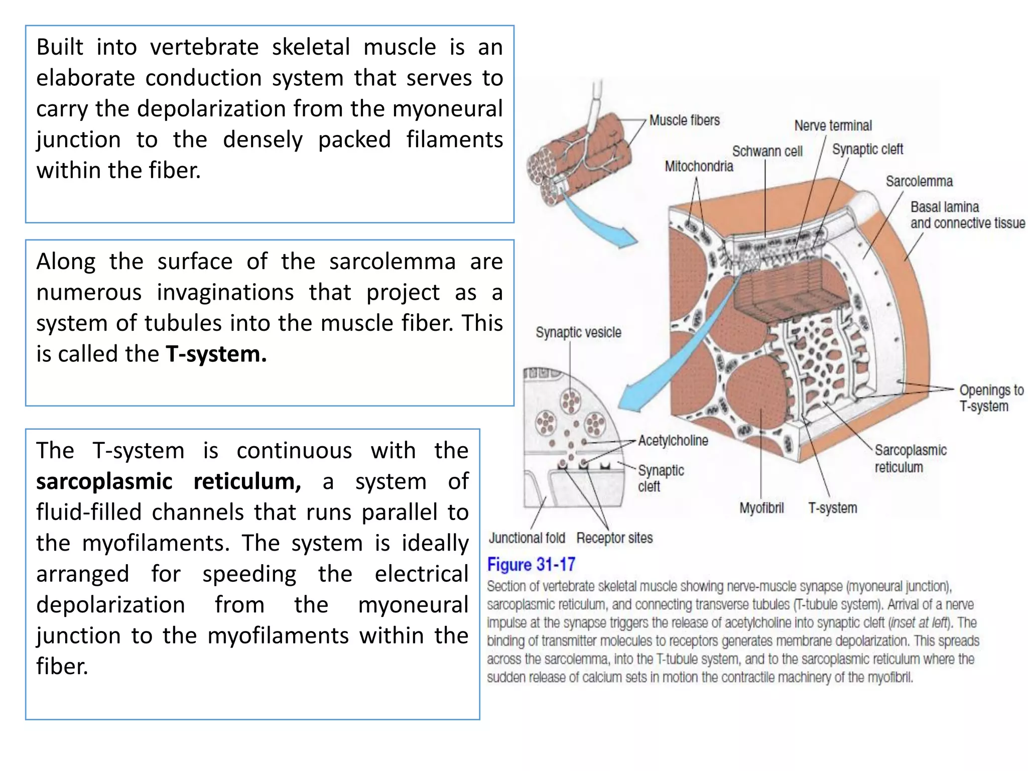 Built into vertebrate skeletal muscle is an
elaborate conduction system that serves to
carry the depolarization from the myoneural
junction to the densely packed filaments
within the fiber.
Along the surface of the sarcolemma are
numerous invaginations that project as a
system of tubules into the muscle fiber. This
is called the T-system.
The T-system is continuous with the
sarcoplasmic reticulum, a system of
fluid-filled channels that runs parallel to
the myofilaments. The system is ideally
arranged for speeding the electrical
depolarization from the myoneural
junction to the myofilaments within the
fiber.
 