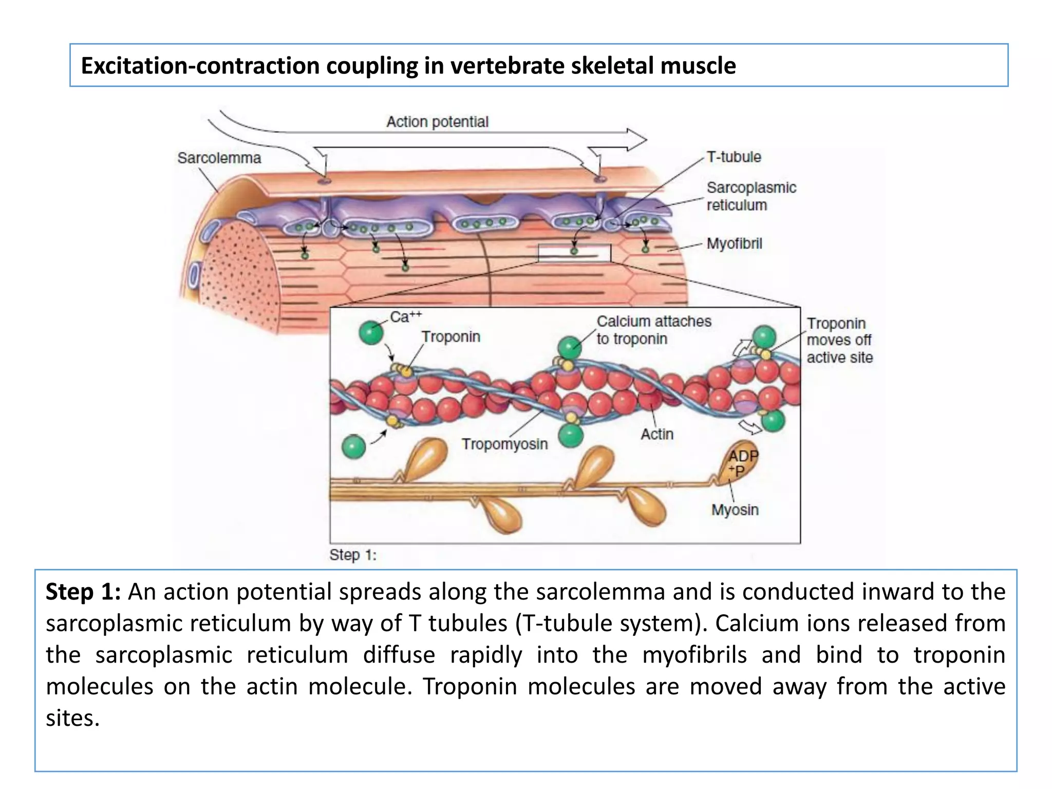 Step 1: An action potential spreads along the sarcolemma and is conducted inward to the
sarcoplasmic reticulum by way of T tubules (T-tubule system). Calcium ions released from
the sarcoplasmic reticulum diffuse rapidly into the myofibrils and bind to troponin
molecules on the actin molecule. Troponin molecules are moved away from the active
sites.
Excitation-contraction coupling in vertebrate skeletal muscle
 