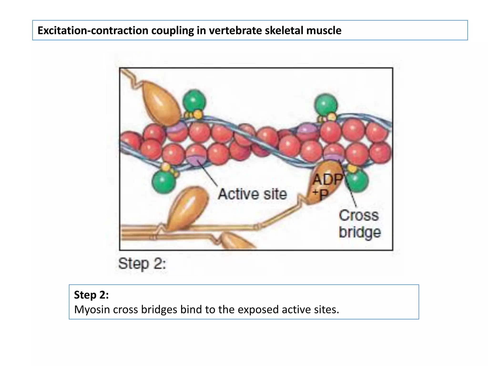Excitation-contraction coupling in vertebrate skeletal muscle
Step 2:
Myosin cross bridges bind to the exposed active sites.
 