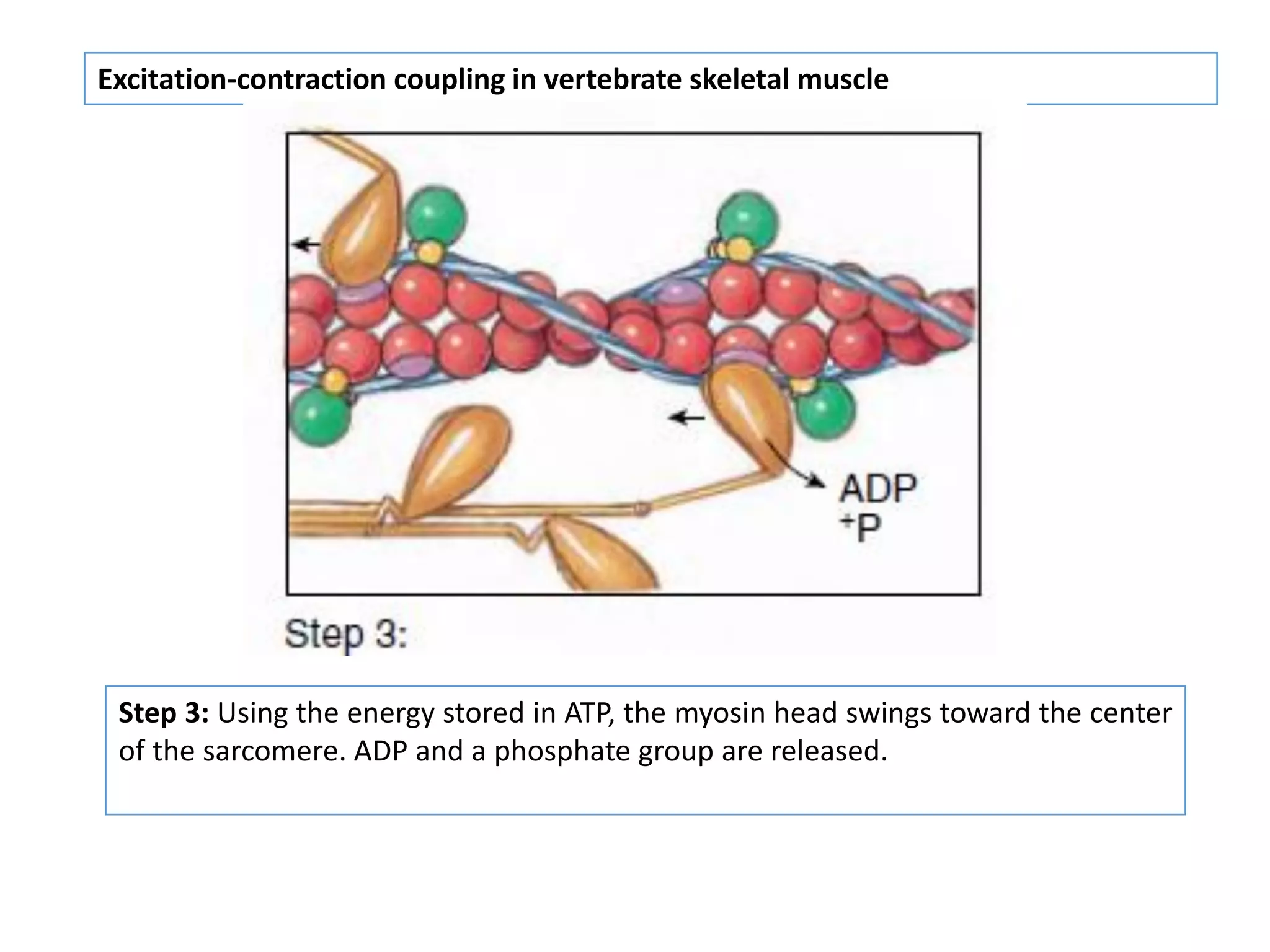 Excitation-contraction coupling in vertebrate skeletal muscle
Step 3: Using the energy stored in ATP, the myosin head swings toward the center
of the sarcomere. ADP and a phosphate group are released.
 