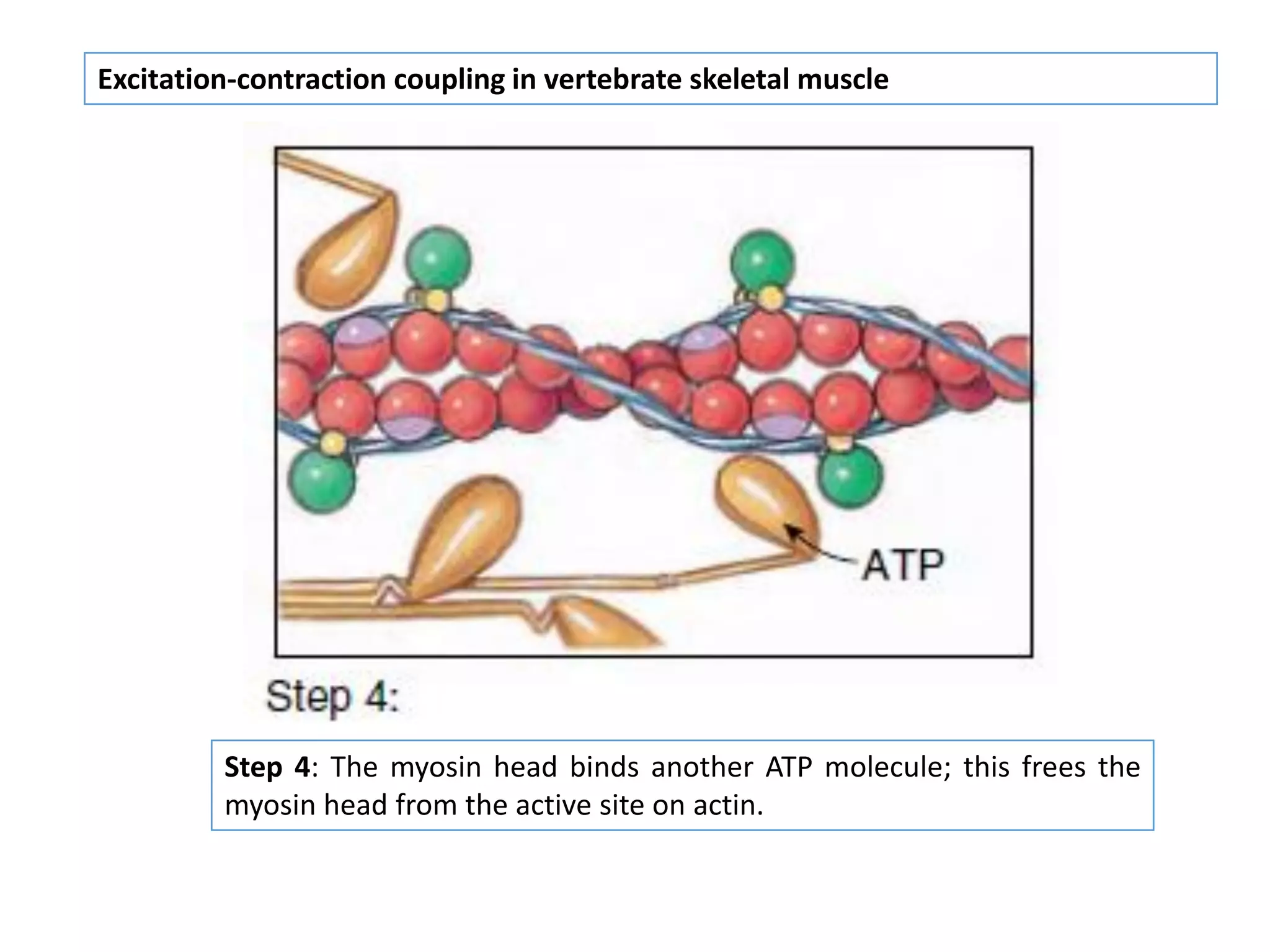 Excitation-contraction coupling in vertebrate skeletal muscle
Step 4: The myosin head binds another ATP molecule; this frees the
myosin head from the active site on actin.
 