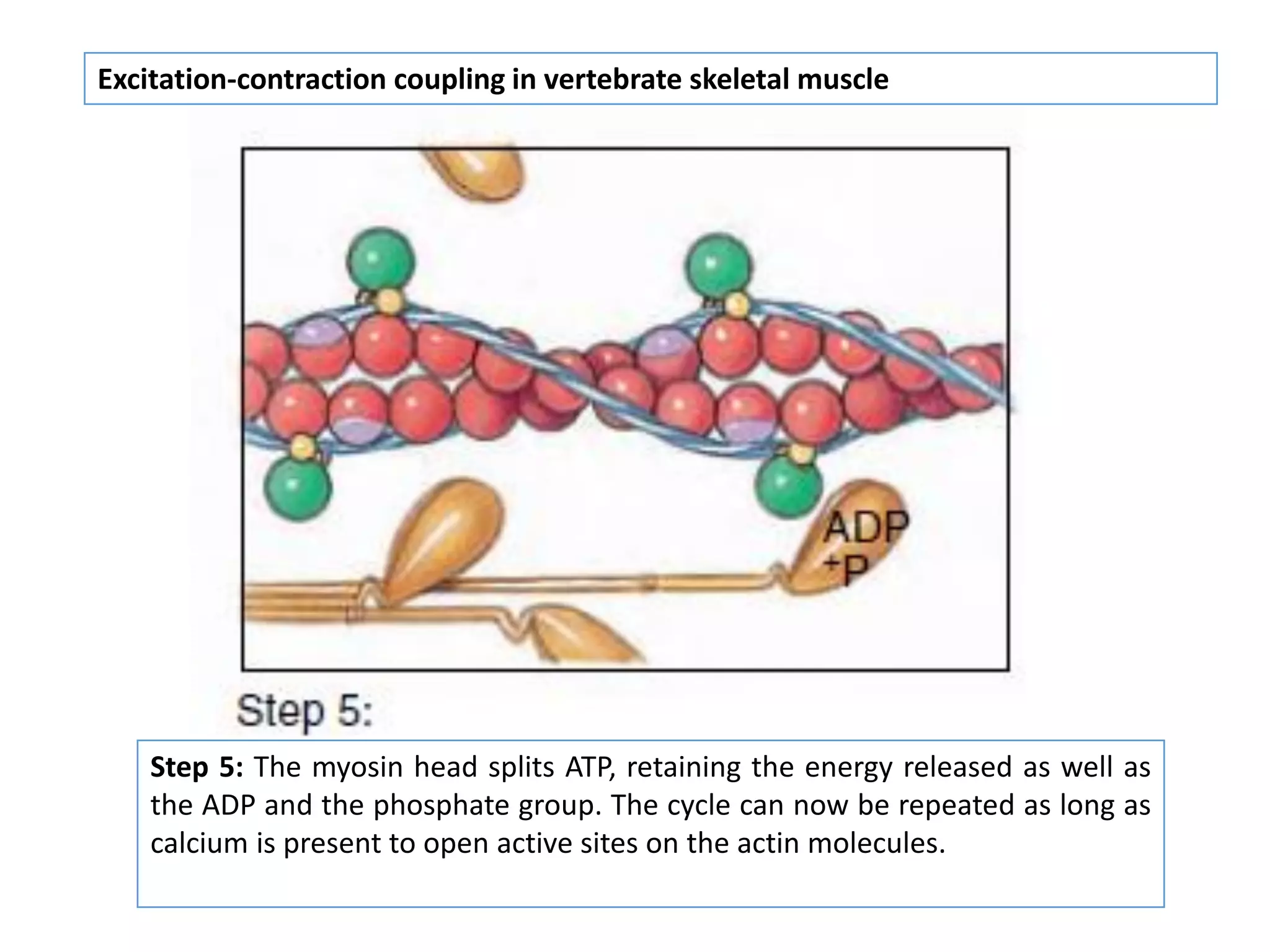 Excitation-contraction coupling in vertebrate skeletal muscle
Step 5: The myosin head splits ATP, retaining the energy released as well as
the ADP and the phosphate group. The cycle can now be repeated as long as
calcium is present to open active sites on the actin molecules.
 