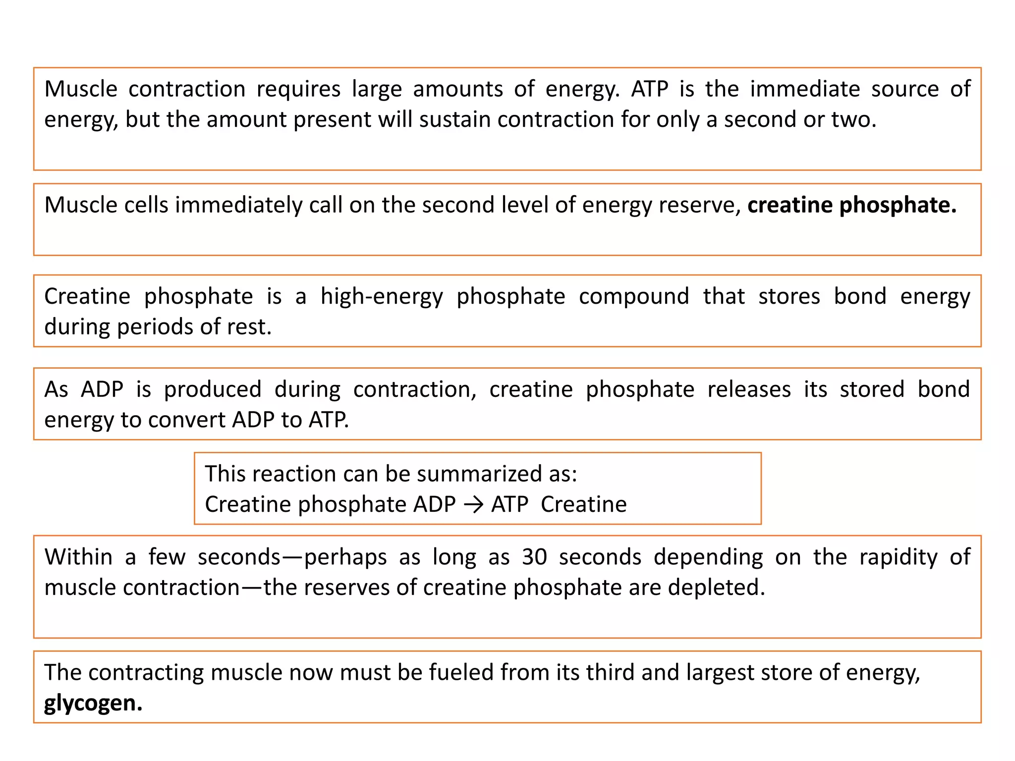 Muscle contraction requires large amounts of energy. ATP is the immediate source of
energy, but the amount present will sustain contraction for only a second or two.
Muscle cells immediately call on the second level of energy reserve, creatine phosphate.
Creatine phosphate is a high-energy phosphate compound that stores bond energy
during periods of rest.
As ADP is produced during contraction, creatine phosphate releases its stored bond
energy to convert ADP to ATP.
This reaction can be summarized as:
Creatine phosphate ADP → ATP Creatine
Within a few seconds—perhaps as long as 30 seconds depending on the rapidity of
muscle contraction—the reserves of creatine phosphate are depleted.
The contracting muscle now must be fueled from its third and largest store of energy,
glycogen.
 