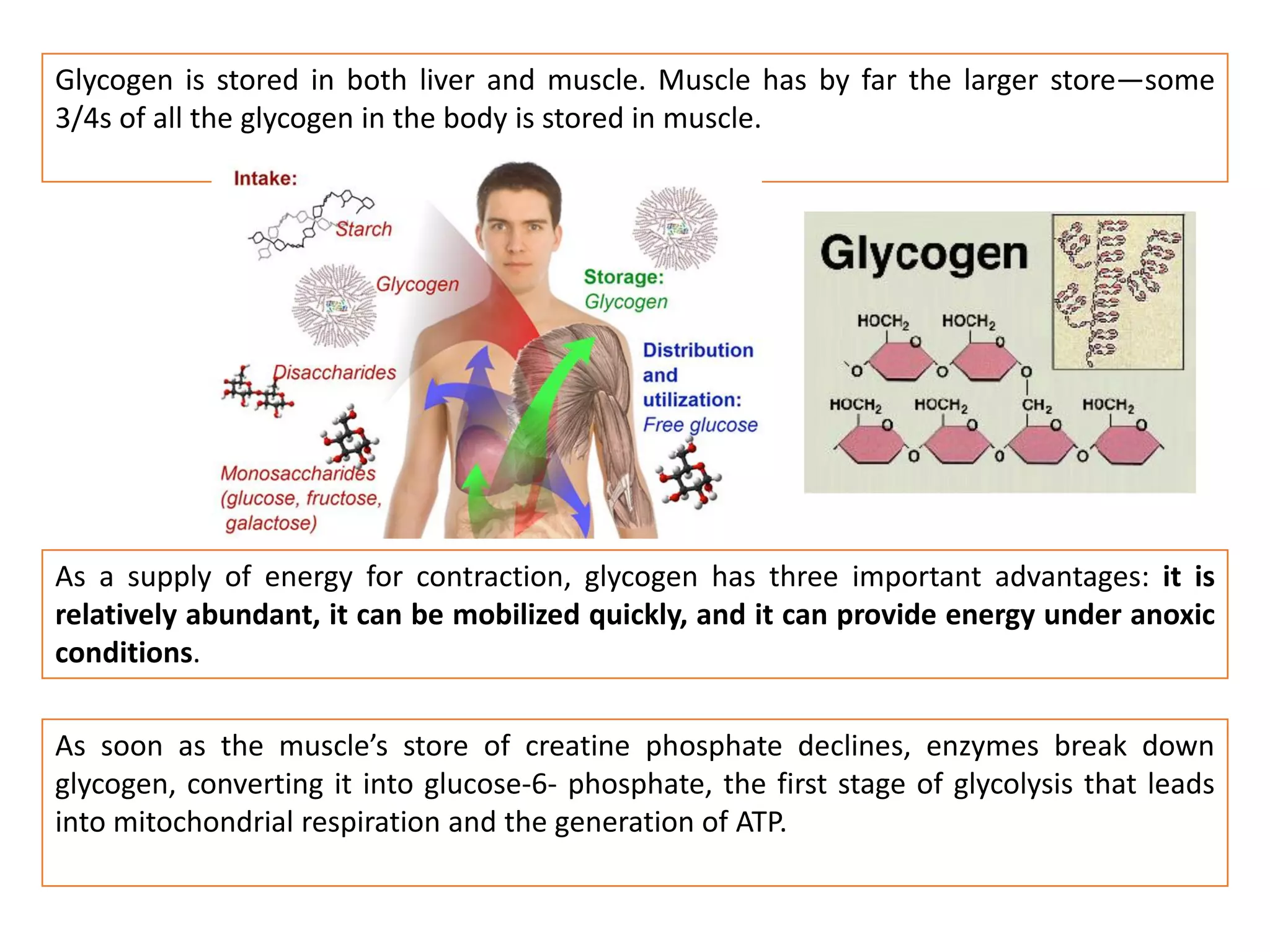 Glycogen is stored in both liver and muscle. Muscle has by far the larger store—some
3/4s of all the glycogen in the body is stored in muscle.
As a supply of energy for contraction, glycogen has three important advantages: it is
relatively abundant, it can be mobilized quickly, and it can provide energy under anoxic
conditions.
As soon as the muscle’s store of creatine phosphate declines, enzymes break down
glycogen, converting it into glucose-6- phosphate, the first stage of glycolysis that leads
into mitochondrial respiration and the generation of ATP.
 