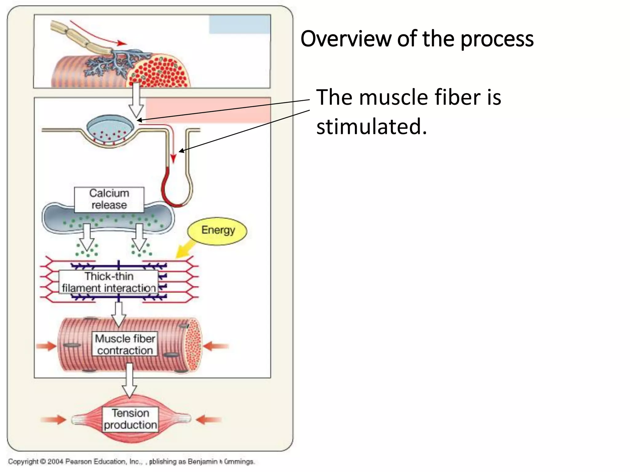 Overview of the process
The muscle fiber is
stimulated.
 