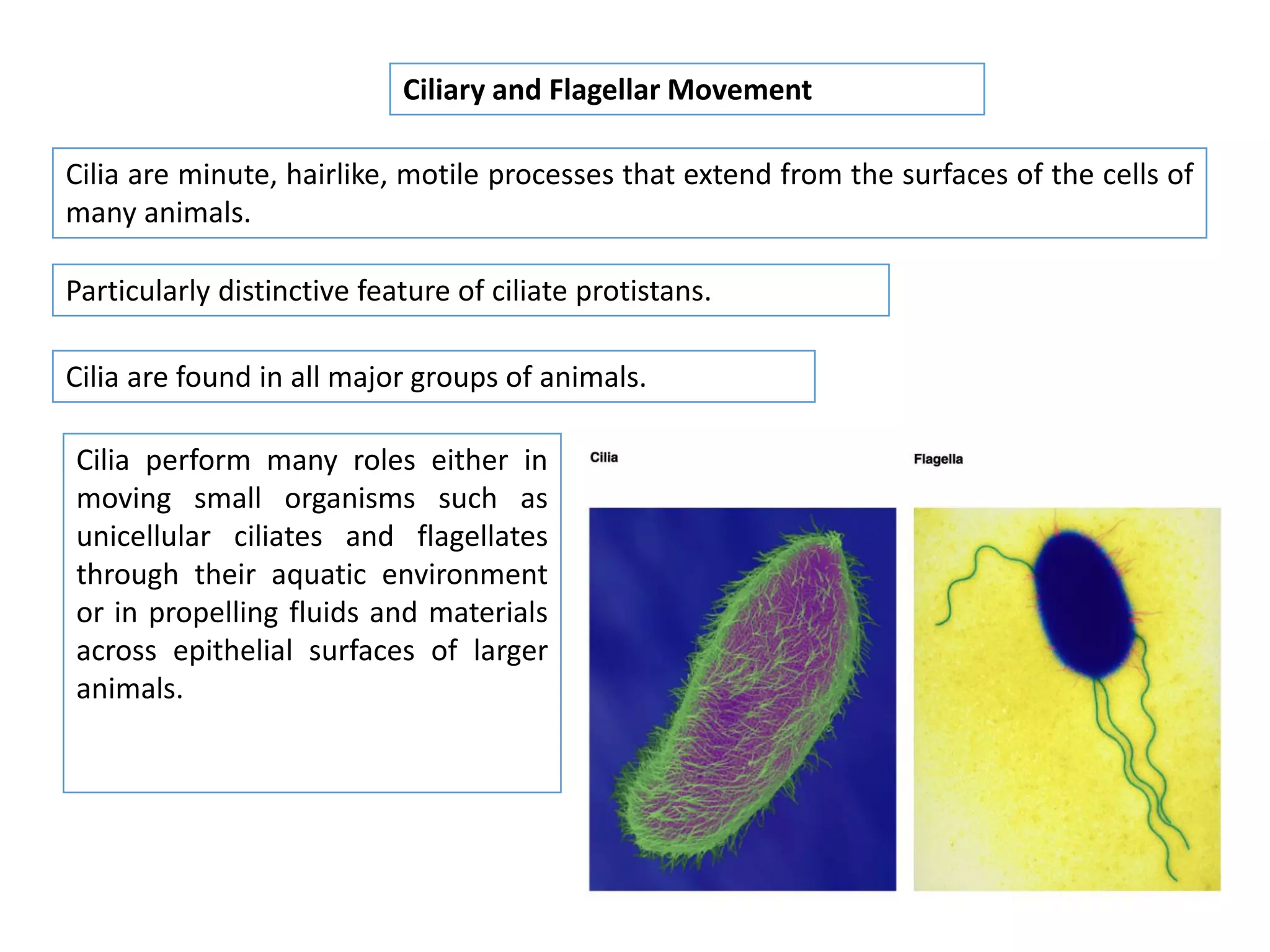 Cilia are minute, hairlike, motile processes that extend from the surfaces of the cells of
many animals.
Ciliary and Flagellar Movement
Particularly distinctive feature of ciliate protistans.
Cilia are found in all major groups of animals.
Cilia perform many roles either in
moving small organisms such as
unicellular ciliates and flagellates
through their aquatic environment
or in propelling fluids and materials
across epithelial surfaces of larger
animals.
 