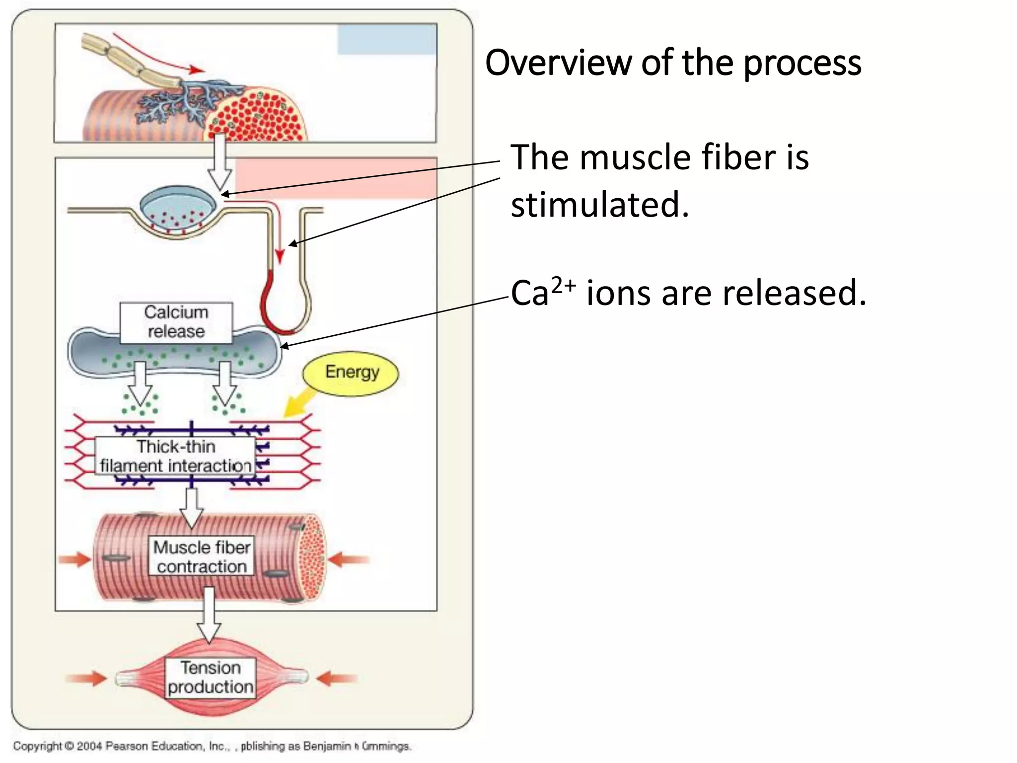 Overview of the process
The muscle fiber is
stimulated.
Ca2+ ions are released.
 
