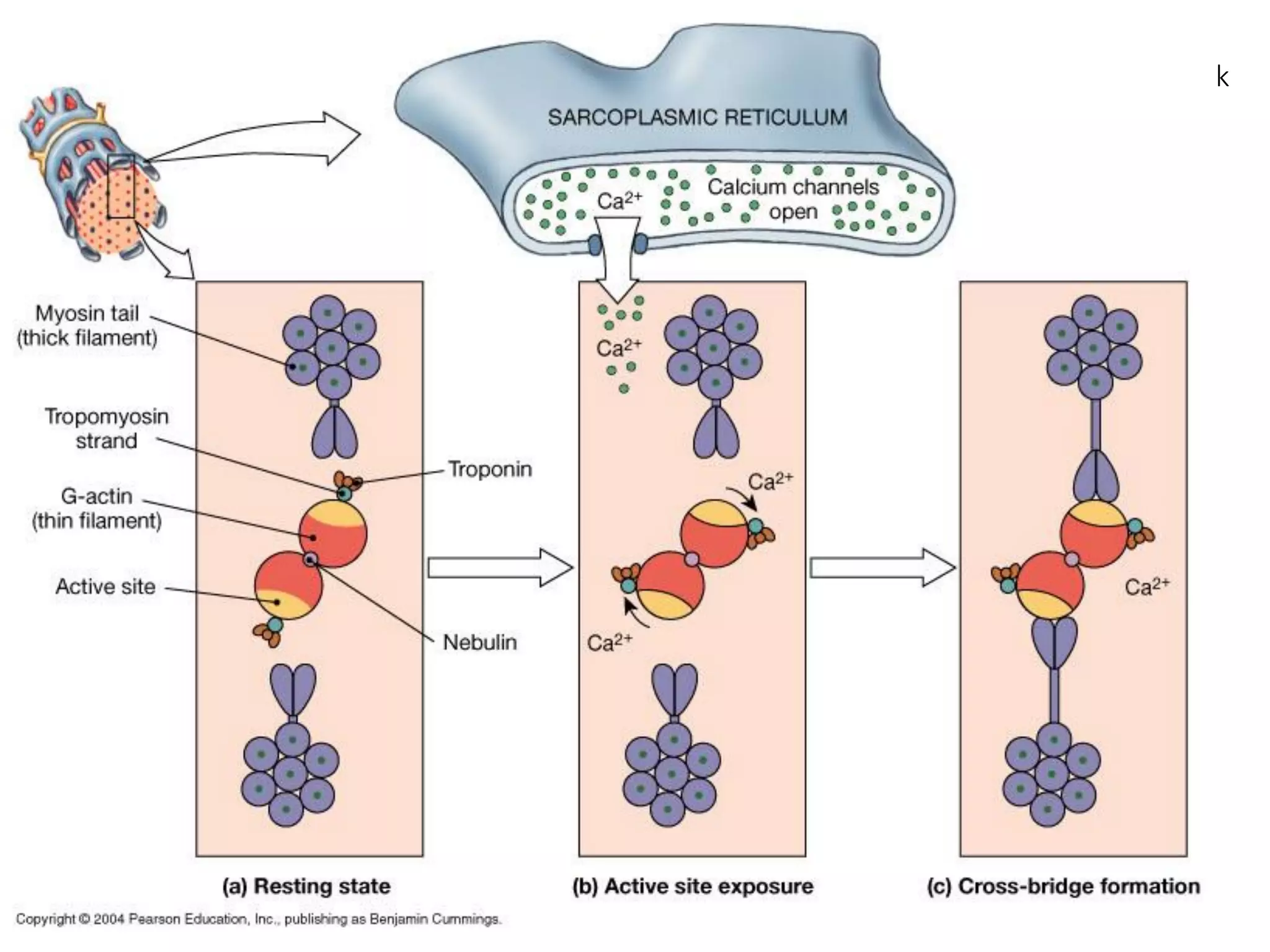 “End-on” view of thick
& thin filaments,
showing the effect of
calcium ions after
release from the S.R.
 