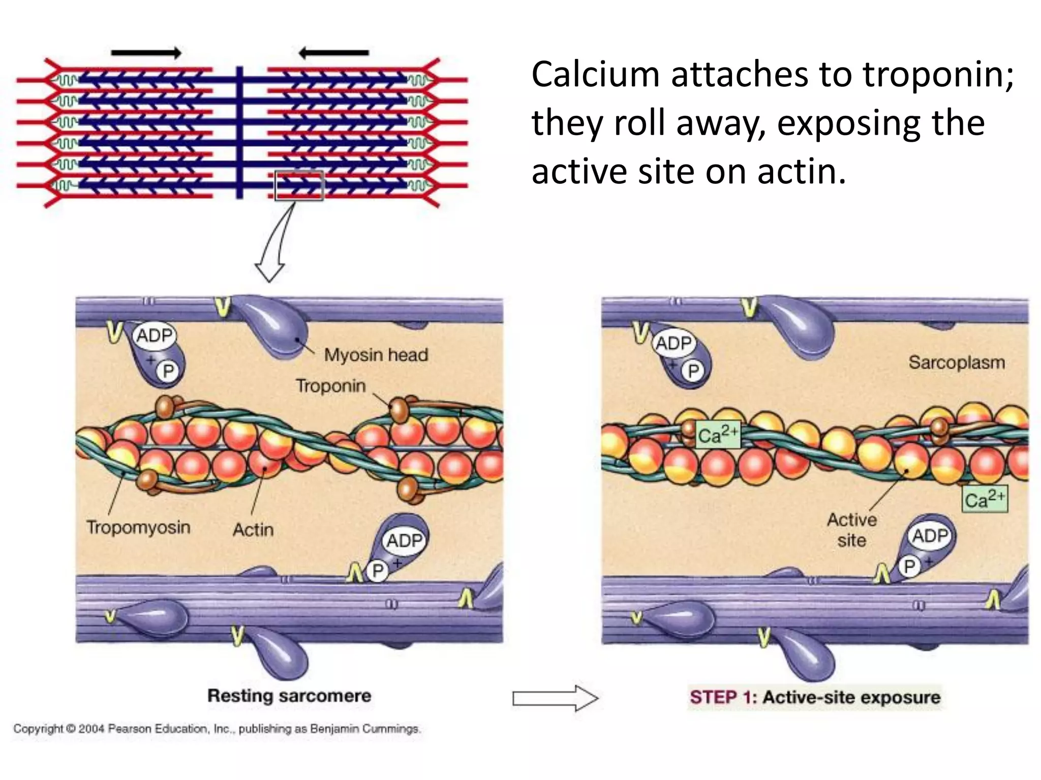 Calcium attaches to troponin;
they roll away, exposing the
active site on actin.
 