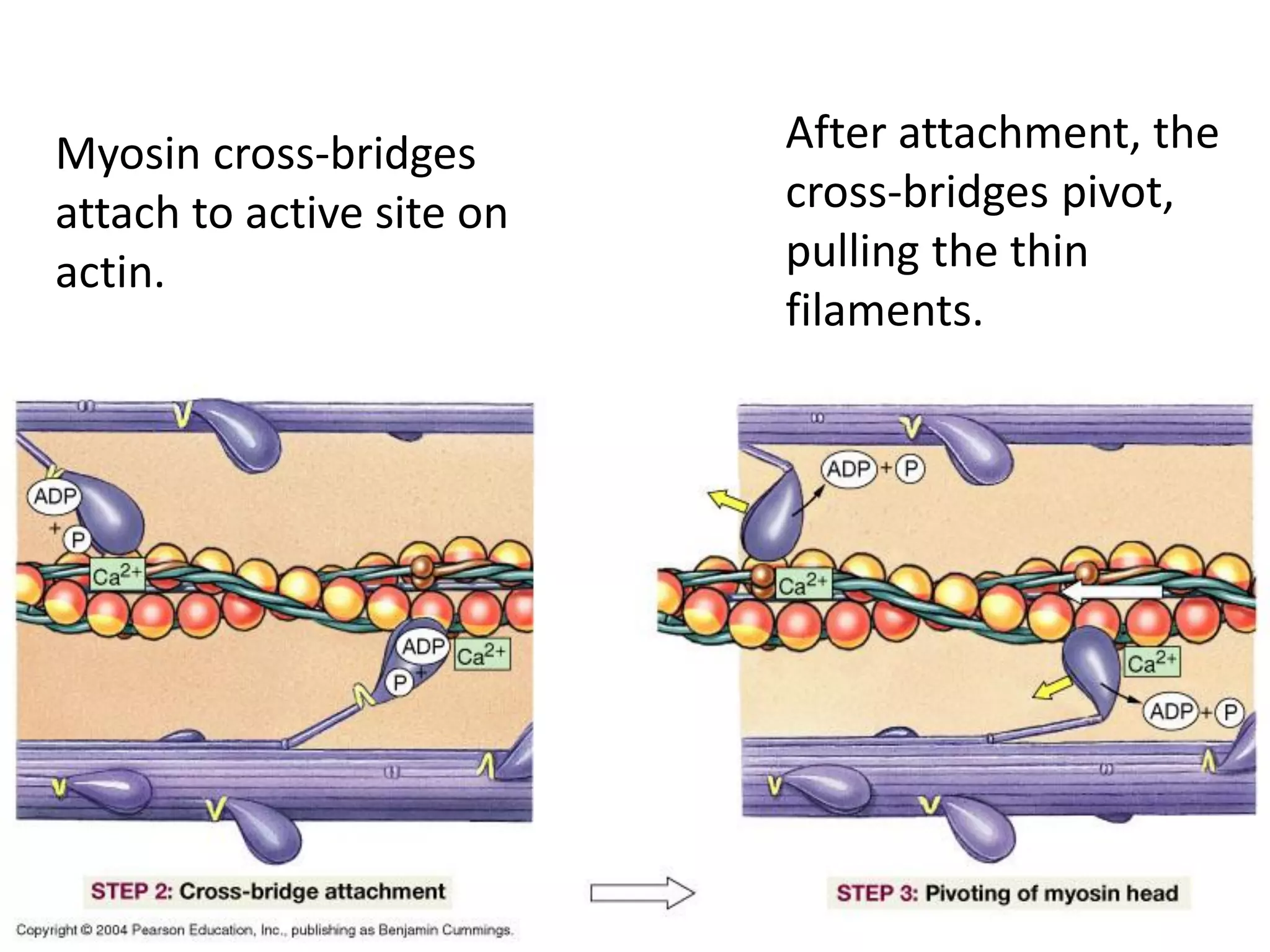 Myosin cross-bridges
attach to active site on
actin.
After attachment, the
cross-bridges pivot,
pulling the thin
filaments.
 