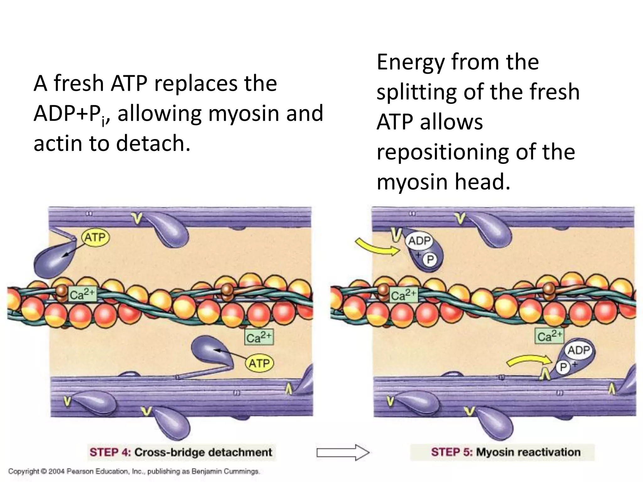A fresh ATP replaces the
ADP+Pi, allowing myosin and
actin to detach.
Energy from the
splitting of the fresh
ATP allows
repositioning of the
myosin head.
 